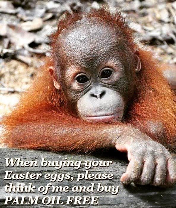 OFI Australiaさんのインスタグラム写真 - (OFI AustraliaInstagram)「Please think of orangutans this Easter and buy palm oil free chocolate. These ones are orangutan friendly .... Whittakers, Toblerone, Haighs, Moser Roth, Choceur, plain Lindt & Cadbury's (without soft fillings or biscuit pieces) to name a few.  Please read the ingredients label and avoid chocolate containing "vegetable oil" or "vegetable fat". Photo courtesy of @bos_uk | If you would like your photo's featured by us please tag your images with #ofi_australia and we will credit you! 🐒 _____________________________________________ 🐒 OFIA Founder: Kobe Steele 💌 kobe@ofiaustralia.com | OFIA Patron and Ambassador: @drbirute @orangutanfoundationintl | OFIA Volunteers: Clare @clarelh89 |  www.orangutanfoundation.org.au 🐒  #orangutan #orphan #rescue #rehabilitate #release #BornToBeWild #Borneo #Indonesia #CampLeakey #orangutans #savetheorangutans #sayNOtopalmoil #palmoil #deforestation #destruction #rainforest #instagood #photooftheday #environment #nature #instanature #endangeredspecies #criticallyendangered #wildlife #orangutanfoundationintl #ofi #drbirute #ofi_australia #ofia #FosterAnOrangutanToday」4月16日 6時08分 - ofi_australia