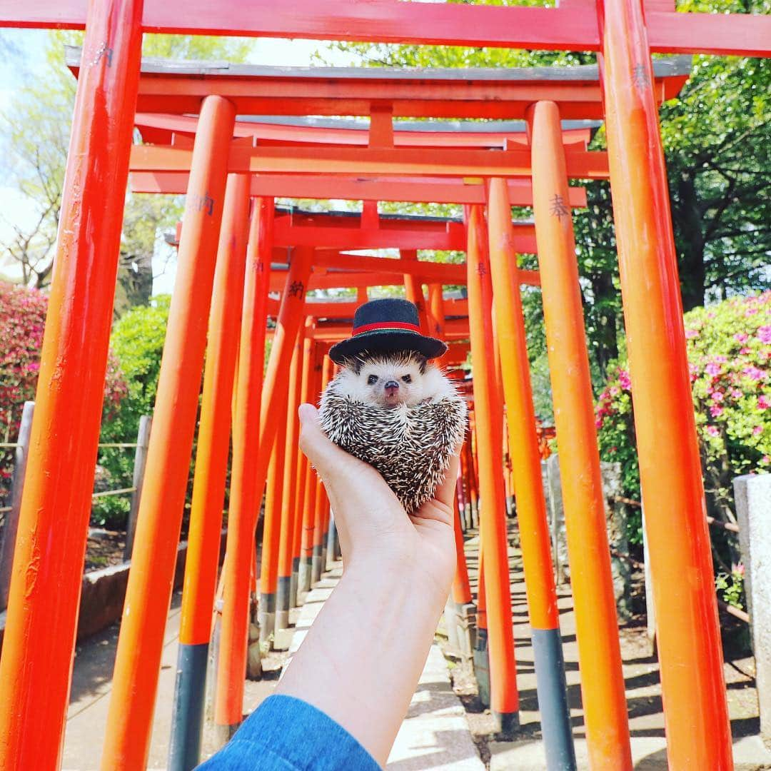 あずきさんのインスタグラム写真 - (あずきInstagram)「We went to Nezu shrine⛩ It's so beautiful😍 #根津神社 #nezushrine  昨日は日比谷公園行くまえには根津神社のつつじ祭りにも行って来ました🌺 . 根津神社のつつじ祭りは、ペットは抱っこしてなら入れるので、つつじとの写真もたくさん撮って来ました🌺🌺🌺(後日アップ予定) . . . #鳥居 #神社 #shrine #nezu #根津 #谷根千 #はりねずみ #ハリネズミ #hedgehog #pygmyhedgehog #lovelypet #cuteanimals #はりねずみのもなか #hedgie #Hérisson #고슴도치 #刺猬 #hedgehogazuki  #hedgehogsofinstagram #animaladdicts #cuddles #meowed #hedgehogazuki  #cutepetclub #worldofcutepets #animalvibes」4月16日 6時30分 - hedgehog_azuki