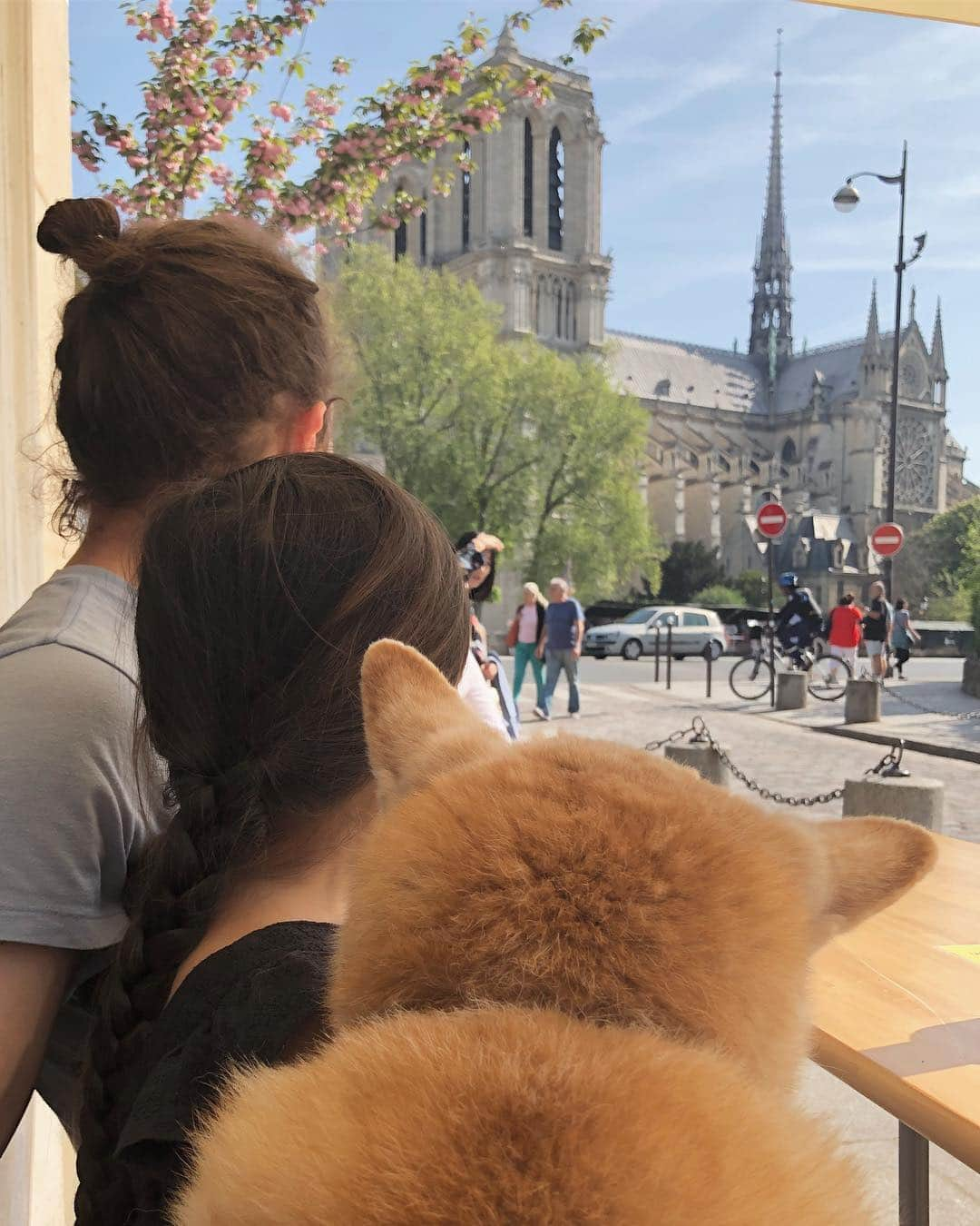 フィロとポンポンさんのインスタグラム写真 - (フィロとポンポンInstagram)「Parisian sadness... Les cerisiers en fleurs du square Jean XXIII resteront notre dernier souvenir joyeux de ce lieu magique où nous aimions tant nous promener. Ce soir, à sa fenêtre, lorsque les flammes ont emporté la flèche de Notre-Dame, Philo a fondu en larmes...😿」4月16日 7時29分 - philo_pompon