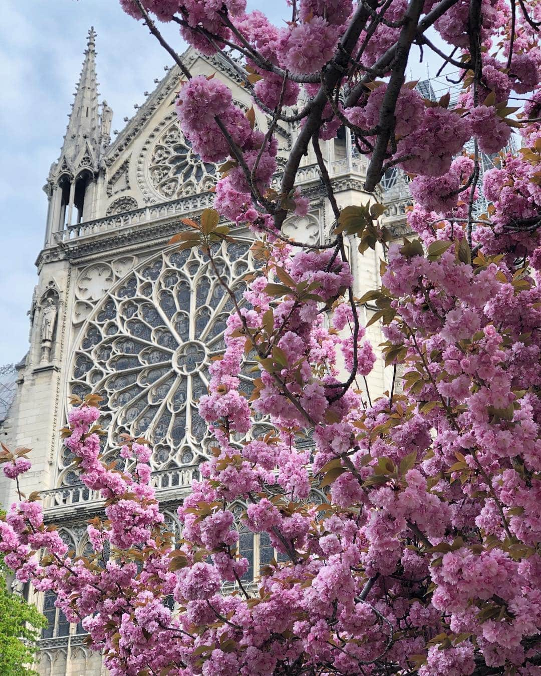 フィロとポンポンさんのインスタグラム写真 - (フィロとポンポンInstagram)「Parisian sadness... Les cerisiers en fleurs du square Jean XXIII resteront notre dernier souvenir joyeux de ce lieu magique où nous aimions tant nous promener. Ce soir, à sa fenêtre, lorsque les flammes ont emporté la flèche de Notre-Dame, Philo a fondu en larmes...😿」4月16日 7時29分 - philo_pompon