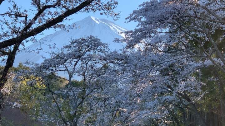 phantastic420のインスタグラム：「. 🤩🤩“Shizuoka” prefecture in Japan is a place where you can see the most “phantastic” Mt. Fuji🗻 in the world.🤩 #富士山 #mtfuji #japan #shizuoka #fujinomiya  #phantastic420photography #mostphantasticmtfuji #selamatpagi  #goodmorning  #おはようございます 😇😇😇😇😇😇😇🗻😇😇 この通勤ルートが最近面倒になってしまって😅しばらく通ってなかったら既に満開でした🤣ここも光の入るタイミングが揃わないので非常に撮るタイミングが難しい場所です🤣咲くタイミング、光のタイミング…桜はサラリーマンには厳しい花ですねぇ〜🤣まぁ〜幸いにも毎年咲いてくれるのでまた来年ということにして…ちょっと前までは山梨側まで追いかけてたのでよくやってたなぁ〜と自分に関心します‼︎ ^^;今は山梨側は一切撮らないことにしたので少し楽になりましたが…歳とったなぁ〜 ^^;」