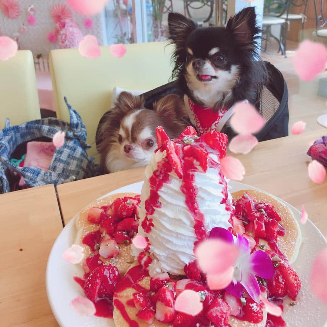 kayoのインスタグラム：「* * パンケーキも美味しかった😋🍓🍓🍓❤️ * * Lychee❤️Melon * * #パンケーキ #chihuahua#chihuahualove#dogstgram#dog#instadog#チワワ#チワワ大好き * *」