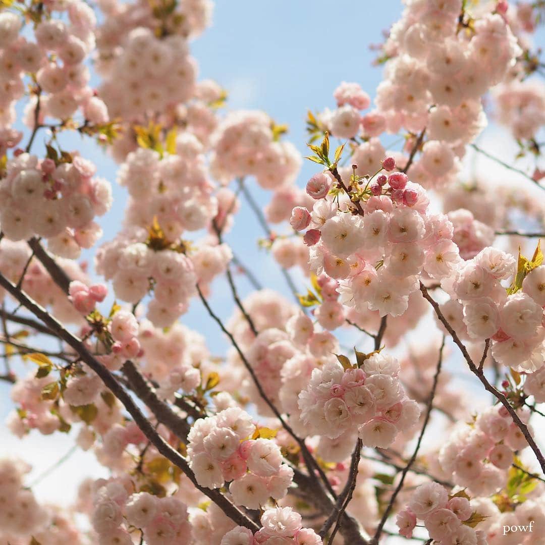anemone_69さんのインスタグラム写真 - (anemone_69Instagram)「. ぽんぽんかわいい。 . . #一葉 #八重桜 #里桜 #sakura #サクラ #桜 #cherryblossom . . .」4月16日 8時01分 - powf
