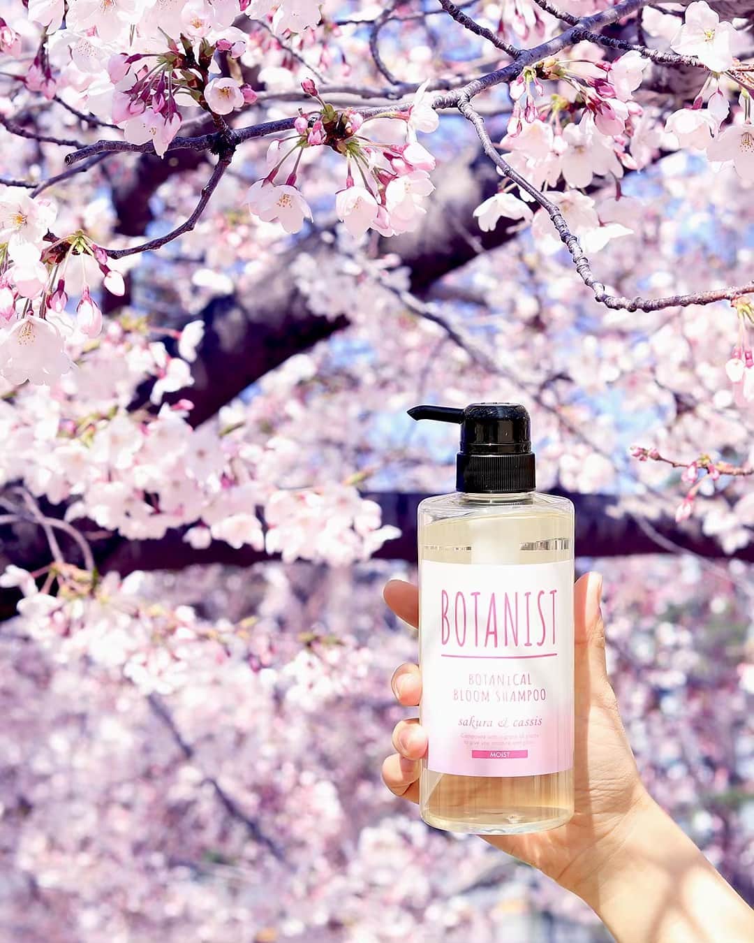 BOTANIST GLOBALさんのインスタグラム写真 - (BOTANIST GLOBALInstagram)「Every year the cherry blossoms bloom beautifully in Japan. Depending on whether it’s morning, day- or nighttime, the cherry blossoms look different. Enjoy the blossoms to the fullest this year. ⠀ Stay Simple. Live Simple. #BOTANIST」4月16日 18時52分 - botanist_global