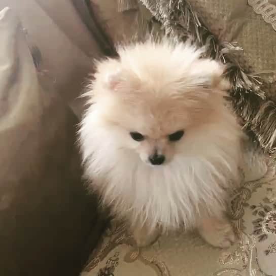 クアン・シャオトン（Guan Xiaotong）のインスタグラム：「welcome home～lovely～🐶」