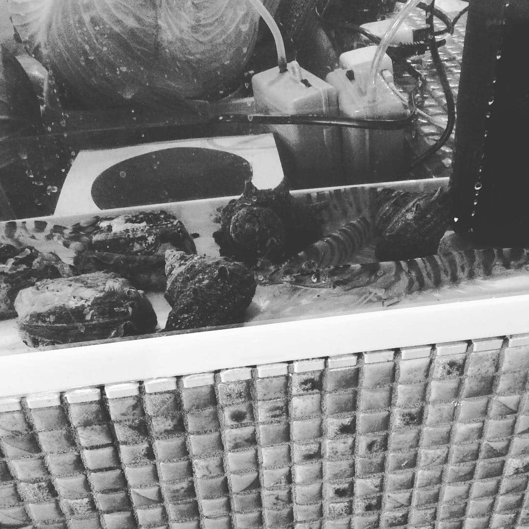 知床漁場 難波道頓堀店のグルメインスタ