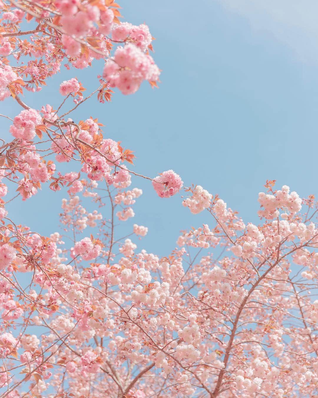 에테르 etherさんのインスタグラム写真 - (에테르 etherInstagram)「// 겹벚꽃이 피었어요. 핑크로 가득한 봄 날🌸 (고사리 장마로 날씨는 엉망이지만..💦) ⠀⠀⠀ #에테르의바다 ⠀⠀⠀ ⠀⠀⠀」4月16日 17時28分 - your.ether