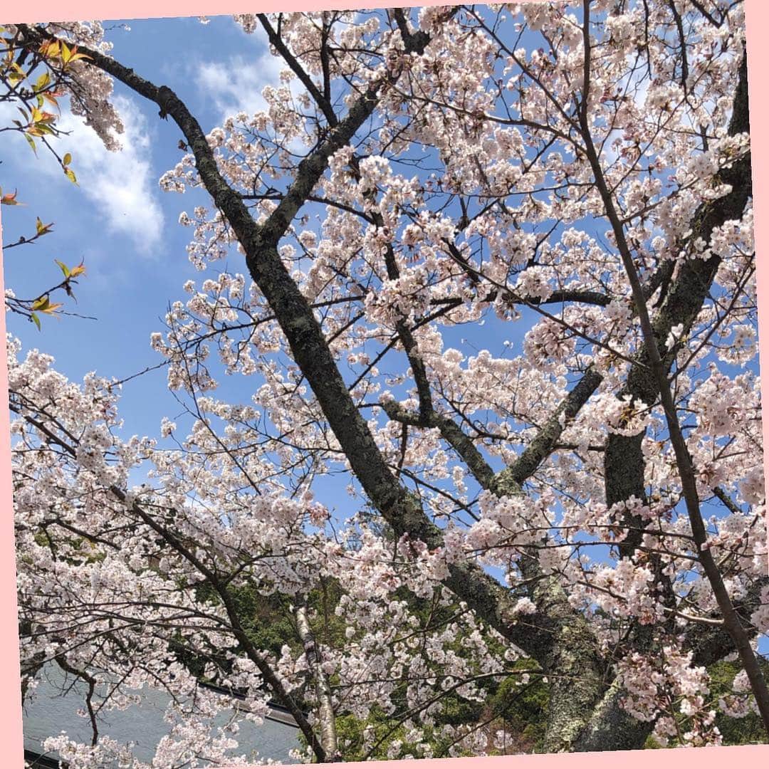 貴千碧さんのインスタグラム写真 - (貴千碧Instagram)「桜の季節🌸 昨日1日、幸せな空間に自分も居させていただきました。ご卒業のお手伝いをさせて頂きながら、宝塚は本当に愛に溢れた空間なのだという事を身をもって実感してきました。 桜の花のように、ある期間中にだけ大輪の花を咲かせる。 タカラジェンヌの一生も桜の花のようだなと思います。 ずっと観ていたい。でも終わりがあるからより美しく、この瞬間が尊く、愛おしく感じるのかもしれません。  退団者の4名の皆様、本当に本当にお疲れ様でした☺️🌸そして月組の組子のみんな、化粧替えで大変な公演、本当にお疲れ様でした😊👏 #宝塚#卒業#美弥るりか さん#響れおな さん#玲実くれあ さん#音風せいや ちゃん#ご卒業本当におめでとうございます  るりピーの「宝塚に恋していました。」というお言葉に胸が熱くなりました。 4名の#大輪の花」4月16日 17時32分 - ao_takachi