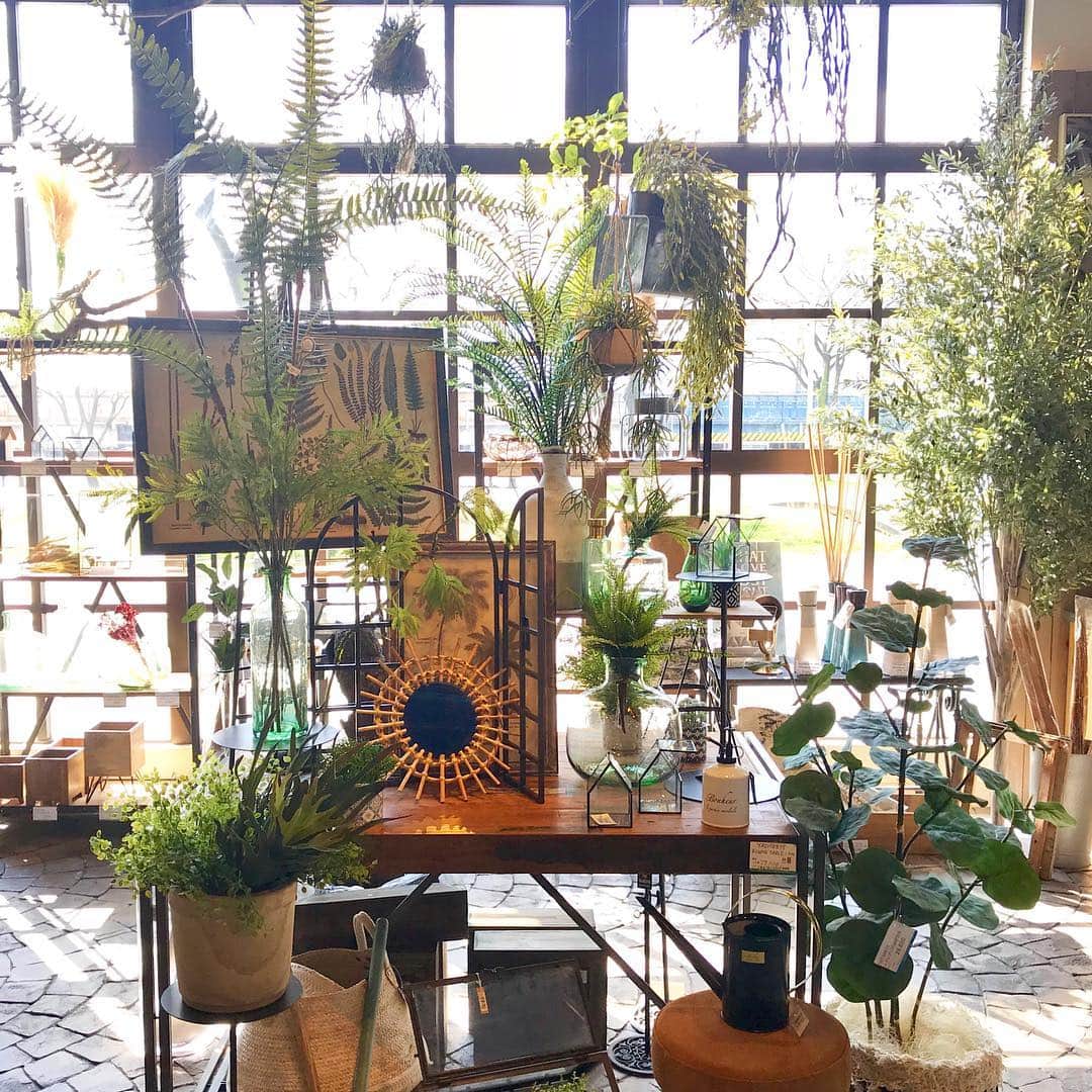 横浜ディスプレイミュージアムのインスタグラム：「夏物アイテム続々と入荷しております🌿 爽やかなガラス花器にシダ系のグリーンを合わせて、ボタニカル空間に仕上げています。 グリーンは盛りすぎずに抜け感を出すのがポイント🌟 天井からもグリーンが吊るされていて、まるでお洒落な温室にいるみたいですね🌱 ＊ ＊ ただ今フォトコンテスト実施中🌸 ハッシュタグ『 #ydmフォトコン四季2019春 』をつけて写真を投稿してくださいね！ 詳細はHPにてご確認ください。 ご応募お待ちしております！  #横浜ディスプレイミュージアム #株式会社ポピー #ディスプレイ#アーティフィシャルフラワー #横浜#フラワーアレンジメント#インテリア雑貨#インテリア#display#yokohama #artficialflower #空間演出#インテリアコーディネート #フェイクグリーン #植物のある暮らし #グリーンのある暮らし #インテリアグリーン #観葉植物 #interiorgreen #ハンギング #ボタニカル #botanical」
