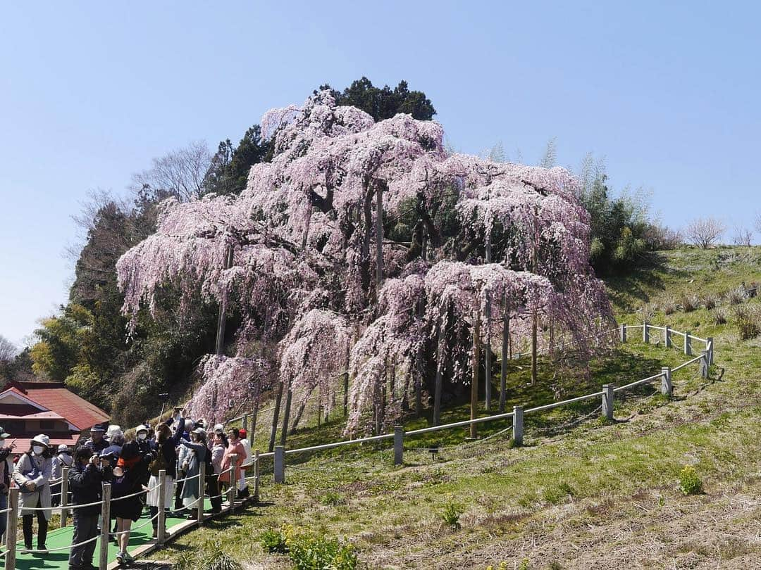 Rediscover Fukushimaさんのインスタグラム写真 - (Rediscover FukushimaInstagram)「Photos of Miharu Takizakura taken today! 📷🌸」4月16日 17時34分 - rediscoverfukushima