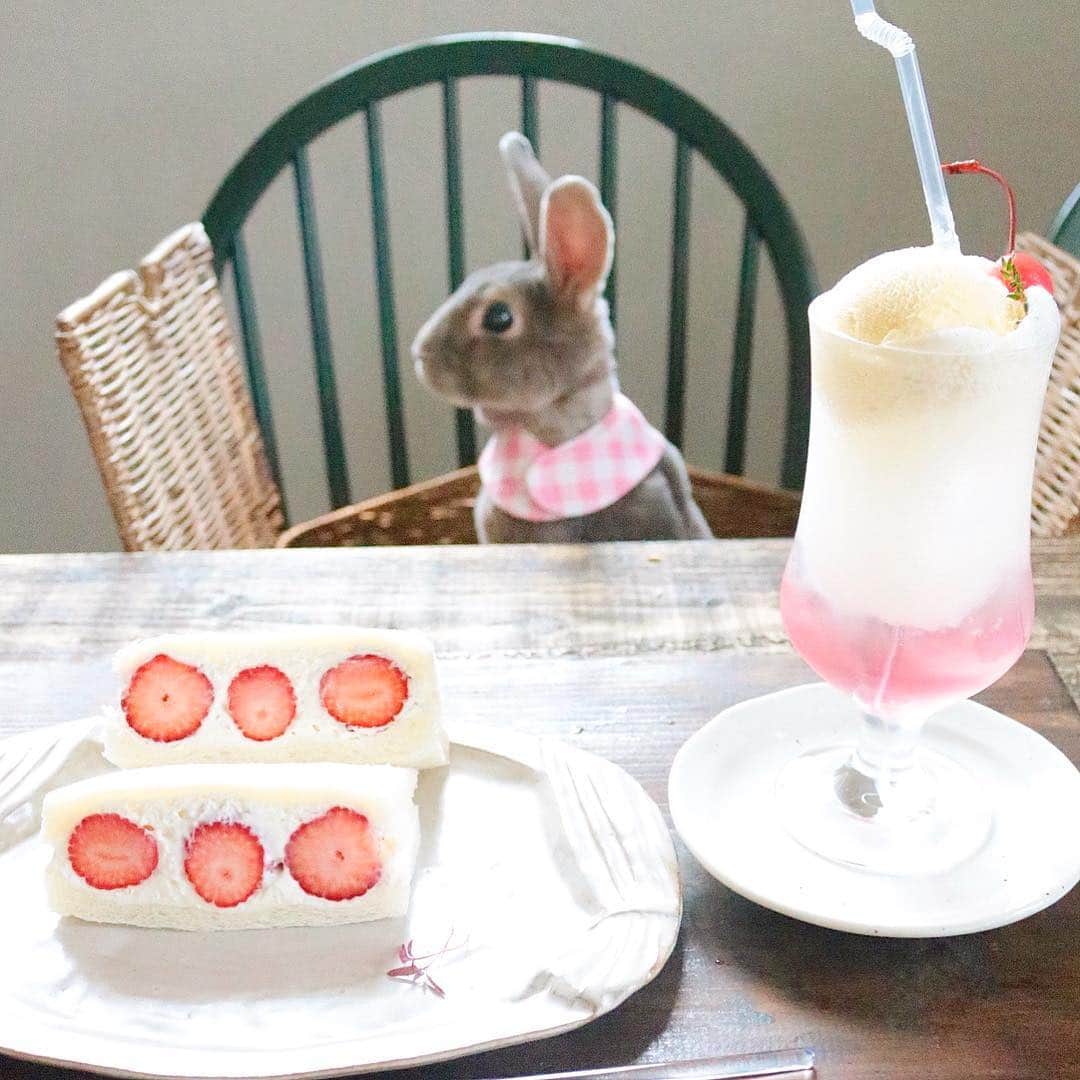 Kayoのインスタグラム：「🍓 ある日のいちごサンド。 (いつもあるわけではないのであります) はぁぁおいしい♡ 雨の日ライオンで、さーくもライオンになる。 🍓 🍓 @amenohi.lion  いつもごちそうさまです🦁」