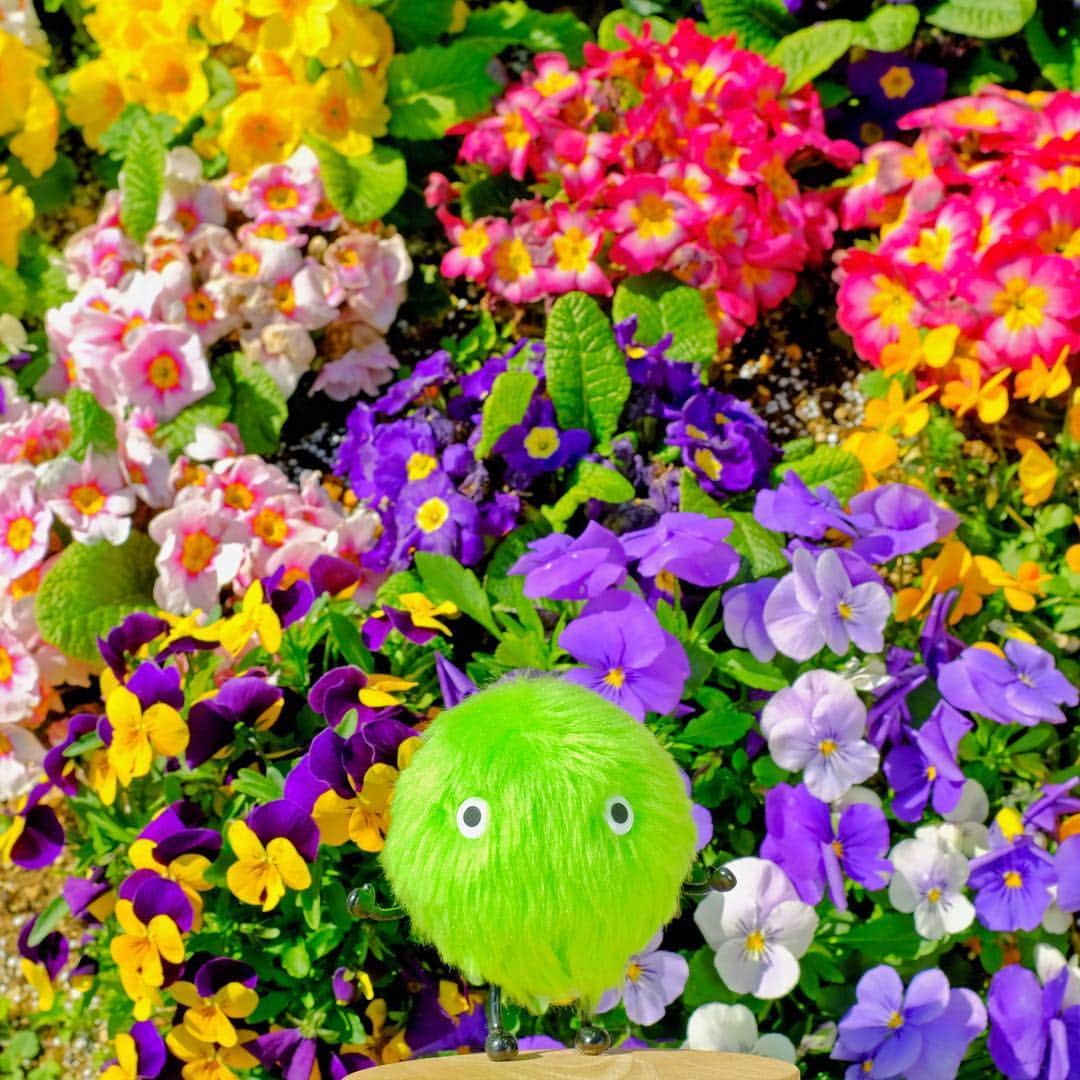SUUMO公式アカウントさんのインスタグラム写真 - (SUUMO公式アカウントInstagram)「かくれんぼ…？？💐🌷🌼 #春 #spring #花 #flowers #パンジー #花のある暮らし #スーモ #SUUMO」4月16日 17時41分 - suumo_official