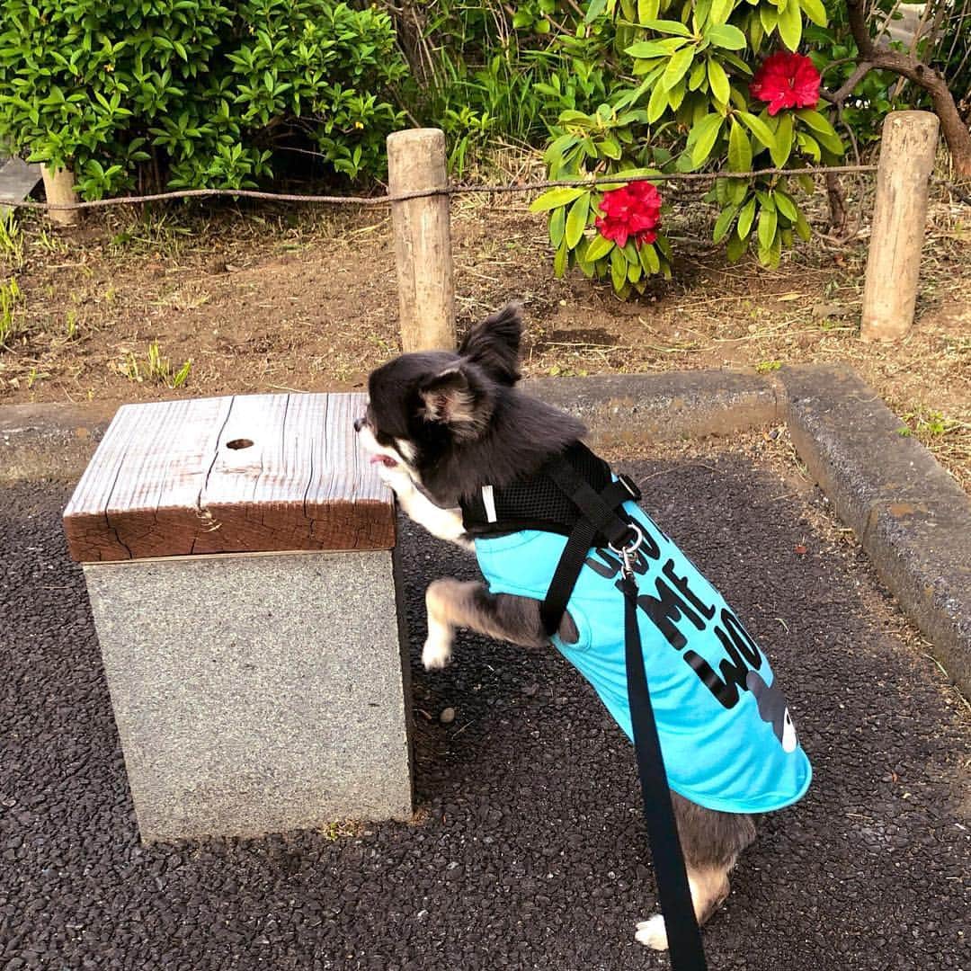 かないみかさんのインスタグラム写真 - (かないみかInstagram)「ぷぅとお散歩✨ ちょっとづつ、いろんなモノに興味を持ち始める。 犬とすれ違うと、生意気に発声の悪い声で吠える😅 おっきなう◯ちも出たwww ちょっとづつ生意気になってくれている💕 お家帰ったらご飯✨  #ロングコートチワワ」4月16日 17時51分 - kanaimika3018