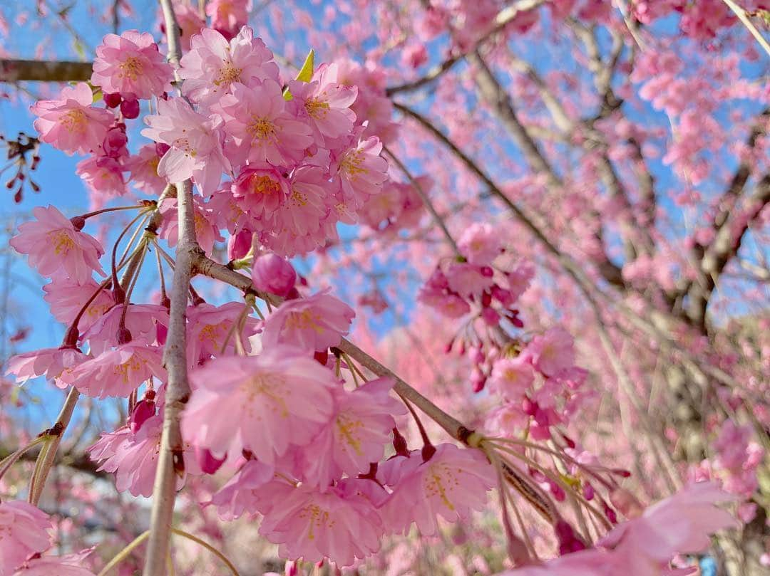 山崎聡子さんのインスタグラム写真 - (山崎聡子Instagram)「🌸 桑折町の常称寺のしだれ桜。 雲ひとつない青空に映えてとっても綺麗！  実物もぜひ見に行って頂きたいのですが、 カメラマンが撮った映像が本当に綺麗なので まずはきょうのJチャンネルをご覧ください😳  #桑折町 #常称寺 #常称寺のしだれ桜 #枝垂れ桜 #お花見日和 #どうしてきょうは平日なんだー🥺 #🌸🍡🍻」4月16日 17時54分 - 310puu