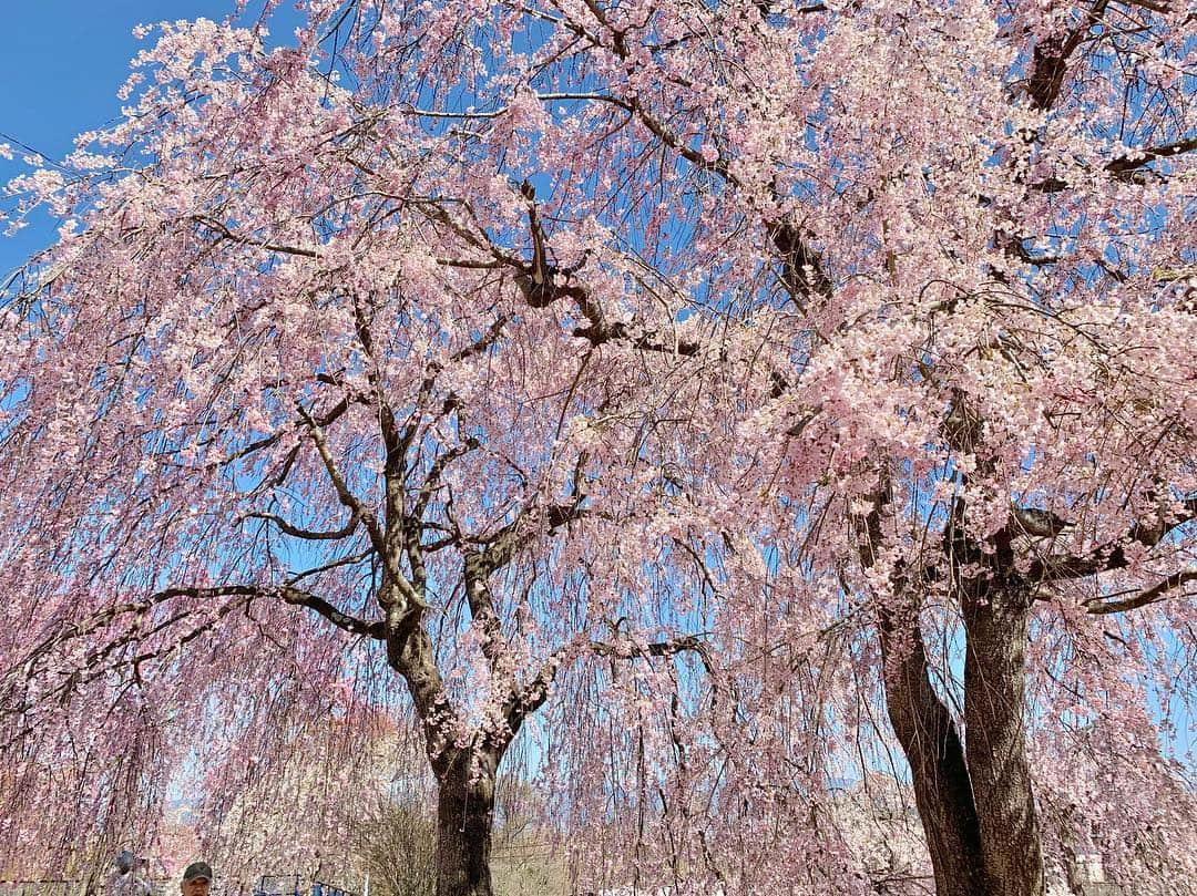 山崎聡子さんのインスタグラム写真 - (山崎聡子Instagram)「🌸 桑折町の常称寺のしだれ桜。 雲ひとつない青空に映えてとっても綺麗！  実物もぜひ見に行って頂きたいのですが、 カメラマンが撮った映像が本当に綺麗なので まずはきょうのJチャンネルをご覧ください😳  #桑折町 #常称寺 #常称寺のしだれ桜 #枝垂れ桜 #お花見日和 #どうしてきょうは平日なんだー🥺 #🌸🍡🍻」4月16日 17時54分 - 310puu