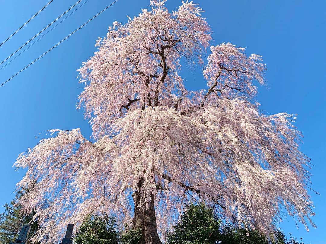 山崎聡子さんのインスタグラム写真 - (山崎聡子Instagram)「🌸 桑折町の常称寺のしだれ桜。 雲ひとつない青空に映えてとっても綺麗！  実物もぜひ見に行って頂きたいのですが、 カメラマンが撮った映像が本当に綺麗なので まずはきょうのJチャンネルをご覧ください😳  #桑折町 #常称寺 #常称寺のしだれ桜 #枝垂れ桜 #お花見日和 #どうしてきょうは平日なんだー🥺 #🌸🍡🍻」4月16日 17時54分 - 310puu