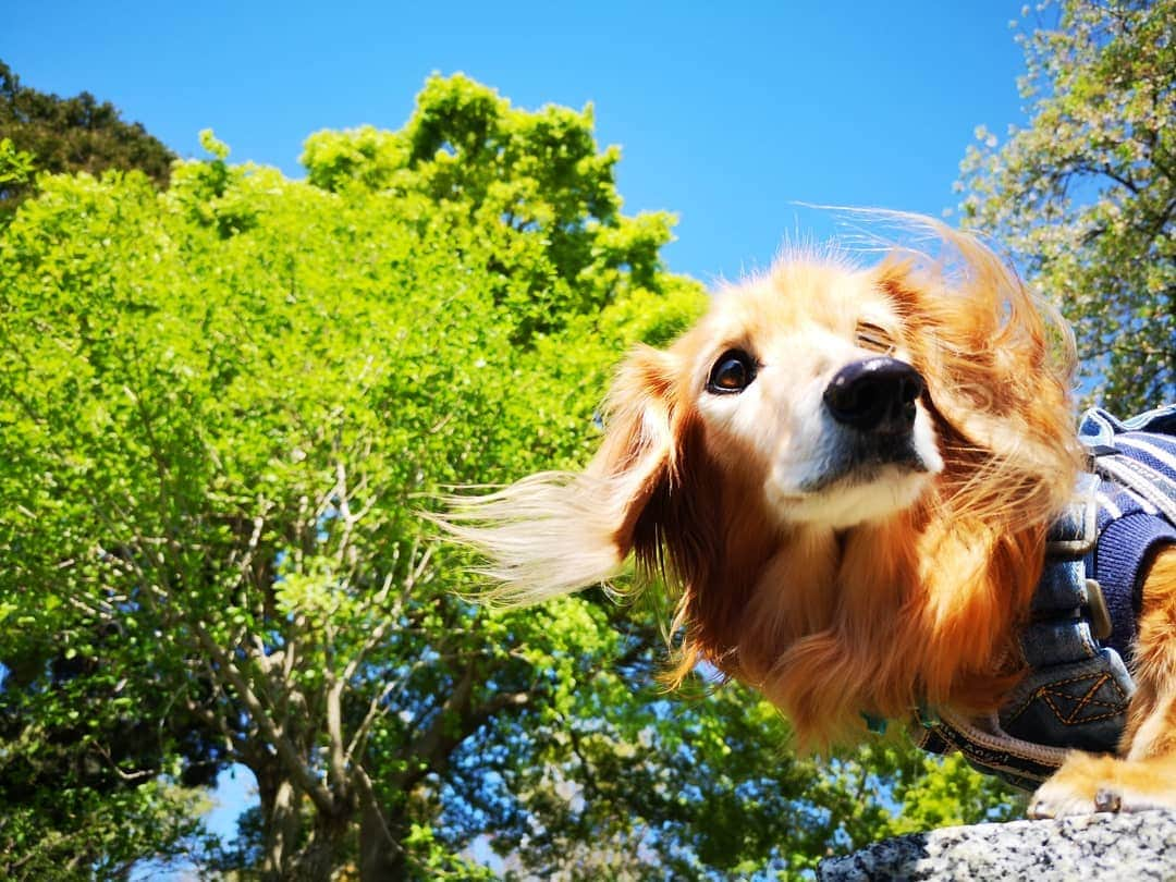 ?モデル?大地?さんのインスタグラム写真 - (?モデル?大地?Instagram)「♪🐾2019*4*16🐾 . 今日は、とっても☀良いお天気で😄 いつもの🌳公園を、のんびり🐾お散歩して来たよ🎶😉 . 🌸桜が咲き終わって 🌿新緑が、とっても綺麗だったし 🌷お花も沢山咲いていたよ〜🎶😆😆😆 . . 🐾🐾🐾🐾🐾🐾🐾🐾🐾🐾🐾🐾🐾🐾 . #大地#大好き#だいすき #いつも一緒#ずっと一緒 #大地なしでは生きて行けませんw #いぬ#イヌ#犬#わんこ . #ワンコ#愛犬#いぬばか部 #犬バカ部#いぬら部#いぬすたぐらむ #犬のいる暮らし#pecoいぬ部#新緑 . #横浜#yokohama#神奈川 #春#公園#散歩#お散歩 #ミニチュアダックスフンド#ミニチュアダックス #ダックスフンド#ダックス」4月16日 17時56分 - sachi_daichi