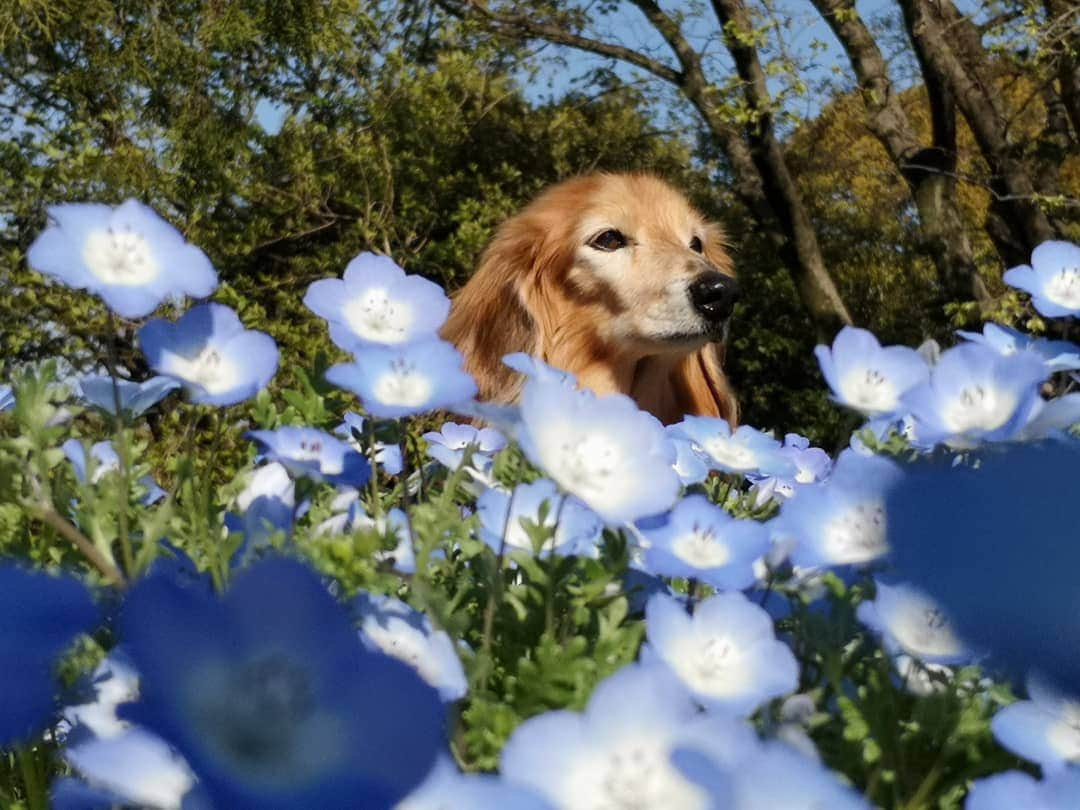 ?モデル?大地?さんのインスタグラム写真 - (?モデル?大地?Instagram)「♪🐾2019*4*16🐾 . 今日は、とっても☀良いお天気で😄 いつもの🌳公園を、のんびり🐾お散歩して来たよ🎶😉 . 🌸桜が咲き終わって 🌿新緑が、とっても綺麗だったし 🌷お花も沢山咲いていたよ〜🎶😆😆😆 . . 🐾🐾🐾🐾🐾🐾🐾🐾🐾🐾🐾🐾🐾🐾 . #大地#大好き#だいすき #いつも一緒#ずっと一緒 #大地なしでは生きて行けませんw #いぬ#イヌ#犬#わんこ . #ワンコ#愛犬#いぬばか部 #犬バカ部#いぬら部#いぬすたぐらむ #犬のいる暮らし#pecoいぬ部#新緑 . #横浜#yokohama#神奈川 #春#公園#散歩#お散歩 #ミニチュアダックスフンド#ミニチュアダックス #ダックスフンド#ダックス」4月16日 17時56分 - sachi_daichi