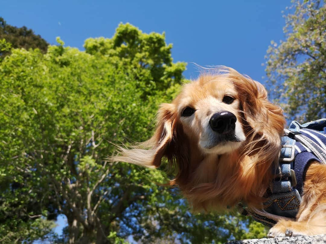 ?モデル?大地?さんのインスタグラム写真 - (?モデル?大地?Instagram)「♪🐾2019*4*16🐾 . 今日は、とっても☀良いお天気で😄 いつもの🌳公園を、のんびり🐾お散歩して来たよ🎶😉 . 🌸桜が咲き終わって 🌿新緑が、とっても綺麗だったし 🌷お花も沢山咲いていたよ〜🎶😆😆😆 . . 🐾🐾🐾🐾🐾🐾🐾🐾🐾🐾🐾🐾🐾🐾 . #大地#大好き#だいすき #いつも一緒#ずっと一緒 #大地なしでは生きて行けませんw #いぬ#イヌ#犬#わんこ . #ワンコ#愛犬#いぬばか部 #犬バカ部#いぬら部#いぬすたぐらむ #犬のいる暮らし#pecoいぬ部#新緑 . #横浜#yokohama#神奈川 #春#公園#散歩#お散歩 #ミニチュアダックスフンド#ミニチュアダックス #ダックスフンド#ダックス」4月16日 17時56分 - sachi_daichi