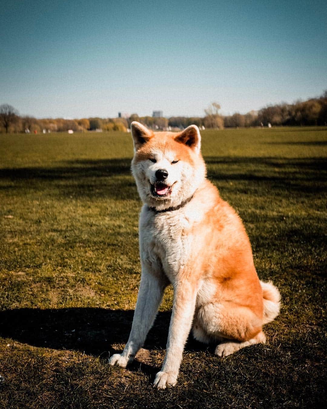 Mikkaのインスタグラム：「Humans be like: „Don’t move Mikka, staaaay...“ #perfectpicture #smile #spring #akita #akitainu #dog #dogsofinstagram」