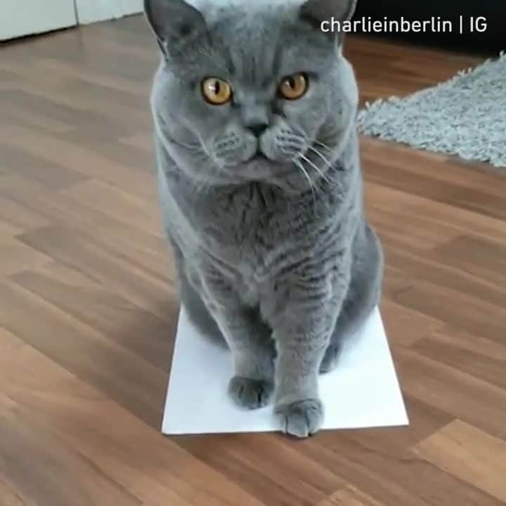 のインスタグラム：「Why waste money on a bed when you can use a paper ⠀ ⠀ @dailyduman⠀ @leo.britishshorthair⠀ @millaver⠀ @hersheyandbruno⠀ ⠀ Tag #meowedpapertrapchallenge to get a chance to be featured⠀ ⠀ #meowed #meowedpapertrapchallenge #britishshorthair #blackcat #thefloorislava #workseverytime #tryit」
