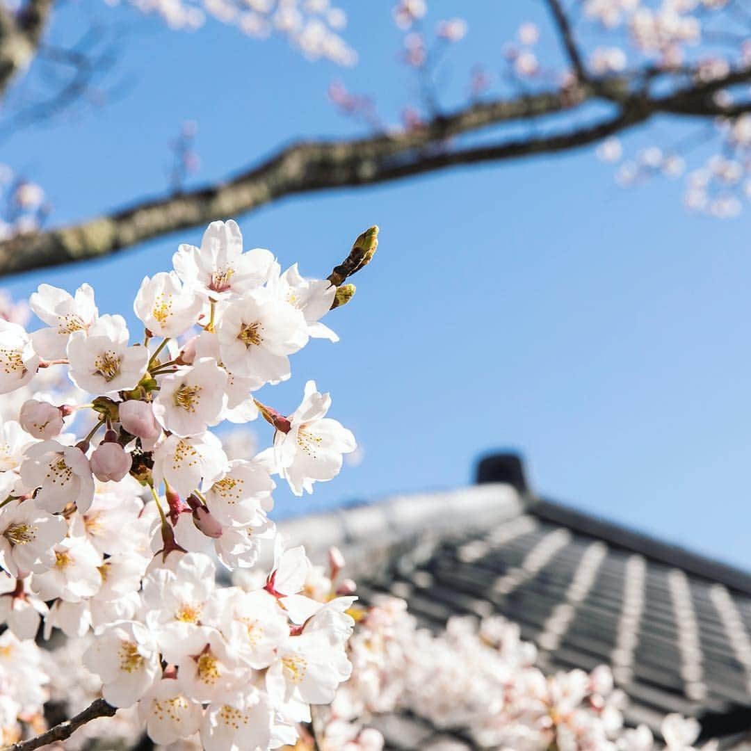 江戸ワンダーランド 日光江戸村さんのインスタグラム写真 - (江戸ワンダーランド 日光江戸村Instagram)「・ 桜空 | sakura🌸 明日も良い日でありますように。I hope that tomorrow will also a good day. ・ ・ #桜 #江戸の桜 #江戸のお花見 #花見 #江戸の街並み #江戸ワンダーランド日光江戸村 #江戸ワンダーランド #日光江戸村 #日光 #日本 #江戸 #いざ江戸へドロン #sakura #hanami #timetrip #jp_landscape #timetraveller #japantrip #edoera #ig_japan #edo #beautifuljapan #japanese_history #histgram #instagramjapan #jp_gallery #japaneseculture  #edowonderland #nikko #japan #edo」4月16日 18時09分 - edowonderland_official