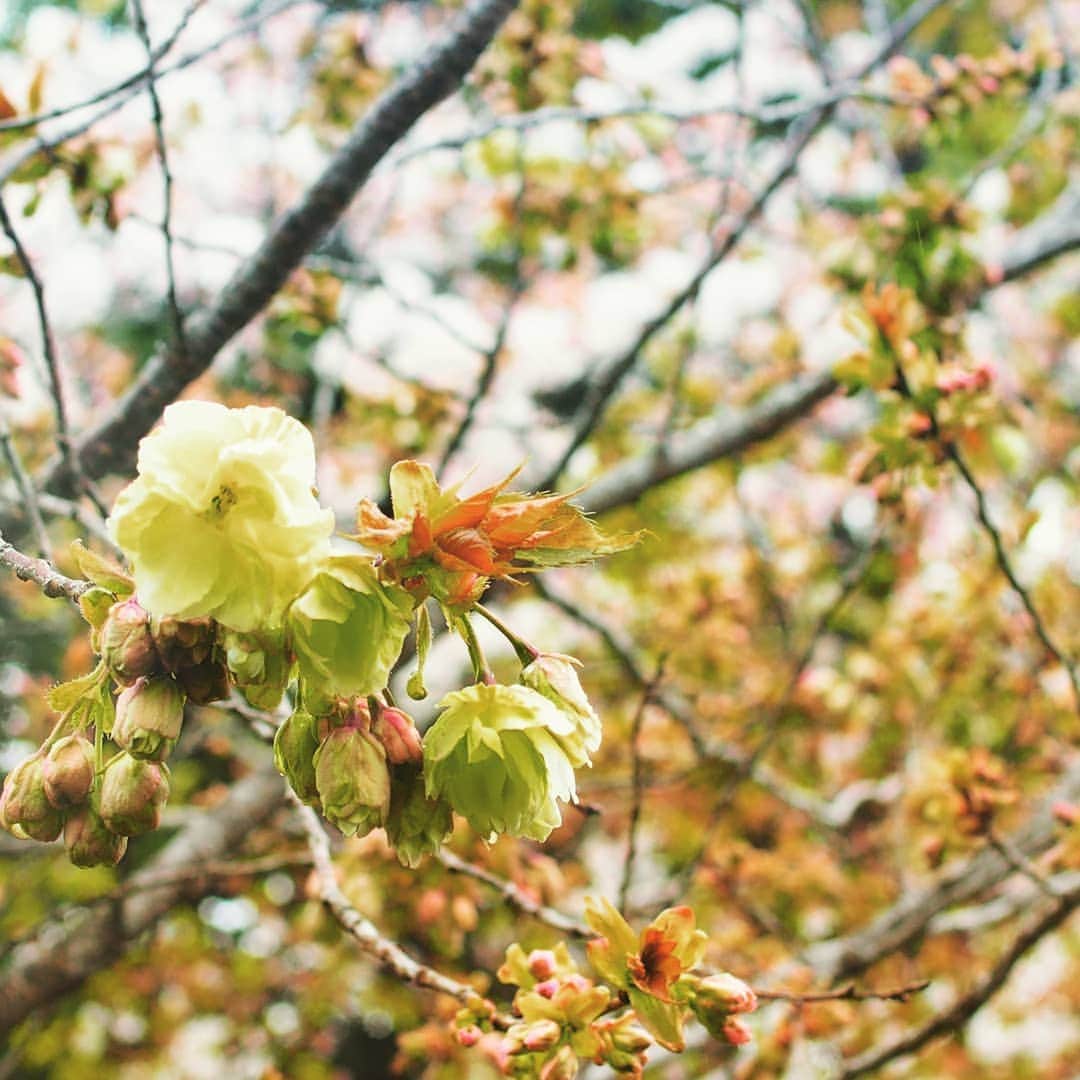 City of Kyoto Official Accountのインスタグラム：「This is green cherry blossom! You can see it at Hirano jinja shrine in Kyoto.  2019年4月14日撮影。 #平野神社 の #鬱金 という名前がついた#八重桜 です。花びらが緑色をしている珍しい種類です。 （オススメの行き方）京都駅から行く場合は、改札を出ずにJR嵯峨野線で円町駅まで移動し、そこから市バス #15系統 などで #衣笠校前 か #わら天神前 から歩いて5分程度です。 （乗換無しで行きたい場合） 市バス #205系統 なら、運行頻度も高く、乗り換え無しで行くことができます。ただし、金閣寺へ向かう人や、立命館大学の学生もよく使う路線なので、時間帯によっては混雑するかもしれません。  春の京都ジェニックキャンペーン開催中！ https://camp-in.jp/kyotogenic-spring2019  #visitkyoto #visit_kyoto #kyotogenic #art_of_japan #japan_of_insta #loves_united_kyoto #kyototravel #japantrip #kyototrip #ig_kyoto #kyoto_style #springinkyoto #kyotohiddengems #cherryblossom  Kyoto Official Travel Guide http://kyoto.travel/en  #京都 #京都ジェニック  #未来に残したい京都  #京都好きな人と繋がりたい #とっておきの京都 #京都桜 #そうだ京都行こう #わら天神前 #満開 #見頃  オフィシャルサイト「京都観光NAVI」 http://ja.kyoto.travel」