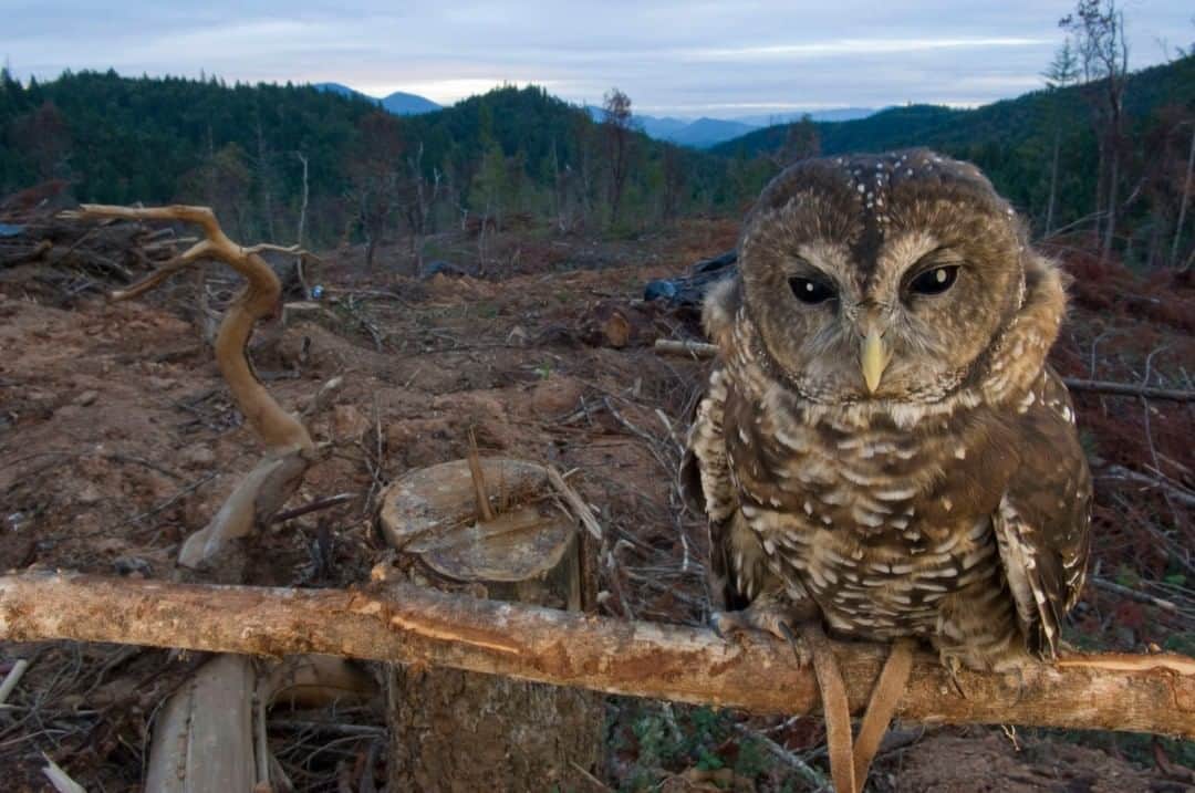 ナショナルジオグラフィックさんのインスタグラム写真 - (ナショナルジオグラフィックInstagram)「Photo by Joel Sartore @joelsartore | A northern spotted owl perches in front of a clear-cut area near Merlin, Oregon. This species relies on old-growth forests in the northwestern U.S. for both food and shelter. Habitat loss and encroachment by more aggressive barred owls has led to the population of this species declining throughout its range. For a rescue story about a young northern spotted owl, follow @joelsartore. #owl #northernspottedowl #forests #PhotoArk」4月16日 18時31分 - natgeo