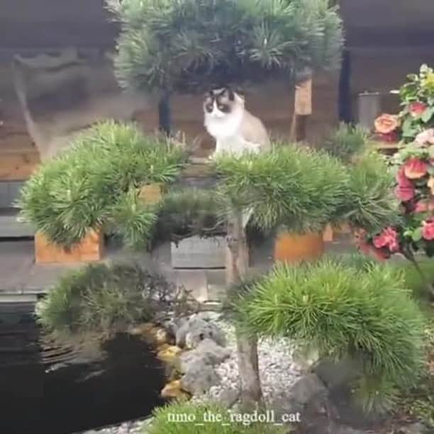 のインスタグラム：「Timo's new hot spot. Great view over the Koi pond⠀ ⠀ 📹@timo_the_ragdoll_cat ⠀ *Note: We can't believe he's in end stage kidney faillure. He lost a lot of weight since he's hospitalized so we are worried sick. Fearing the worse. His kidneys aren't working and he's losing proteins via his urine even with Semintra medication and he doesn't eat by himself. He gets syringe food, which he hates. It's so sad to put him all through this.⠀ ⠀ Yesterday evening when he got home he went outside, watched his fishy friends and enjoyed the evening sun.⠀ ⠀ ••••••••⠀ P.s.: kidney transplant is not an option in the Netherlands but even when it was it's complicated. It's very expensive and no guarantees, the kidney can reject and he must use lots of medication for the rest of his life. We also don't want to make the healthy cat donor sick as well, because there is a big chance he gets health problems too.⠀ ••••••••⠀ ⠀ #meowed #ragdoll #timoandtoby #fighter #staystrong #kidneywarrior #prayfortimo #🇳🇱」