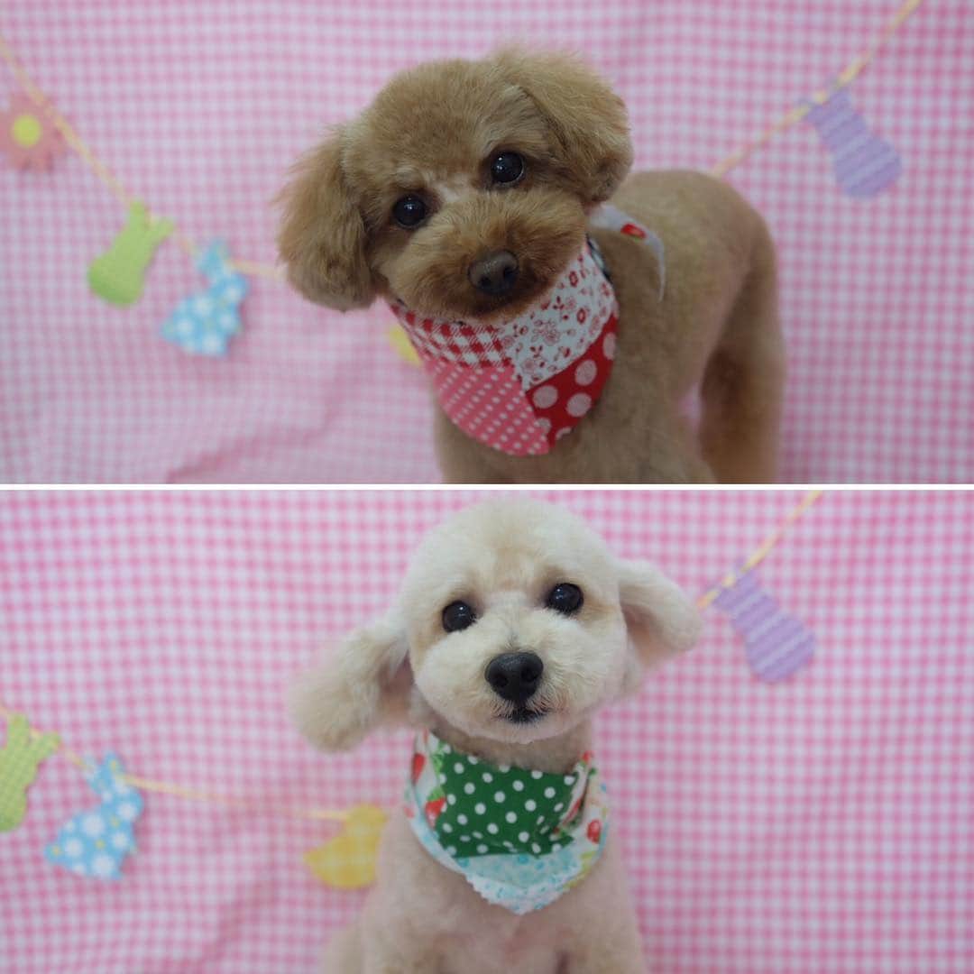 佐伯三貴さんのインスタグラム写真 - (佐伯三貴Instagram)「トリミングへ行って来ました🐶🐶❤️❤️ #kotetsu#azuki#koteazu #toypoodle#lovepuppies」4月16日 18時28分 - threeprecious