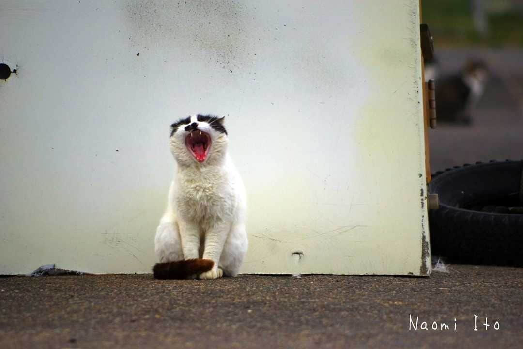 NEKOくらぶさんのインスタグラム写真 - (NEKOくらぶInstagram)「|| ふぁ～⠀ *⠀ Facebookから、Naomi Itoさんの作品ですにゃ（＝ΦωΦ＝）⠀ https://www.facebook.com/naomi.ito.33449⠀ *⠀ 投稿いただいたURL⠀ https://www.facebook.com/photo.php?fbid=2445758565655079⠀ *⠀ いいね！＆コメント大歓迎！！⠀ *⠀ #nekoclub #NEKOくらぶ #Japan #Photo #写真 #日本 #cat #ネコ #ねこ #猫 ⠀ Follow: @nekoclub_jpn⠀ *⠀ ▼【廣済堂出版共同企画】NEKOくらぶの皆さまとつくる「NEKOくらぶ写真集」、発売中♪（＝ΦωΦ＝）⠀ ※詳細は本アカウント「 @nekoclub_jpn 」のプロフィールに固定しているハイライトから」4月16日 10時00分 - nekoclub_jpn