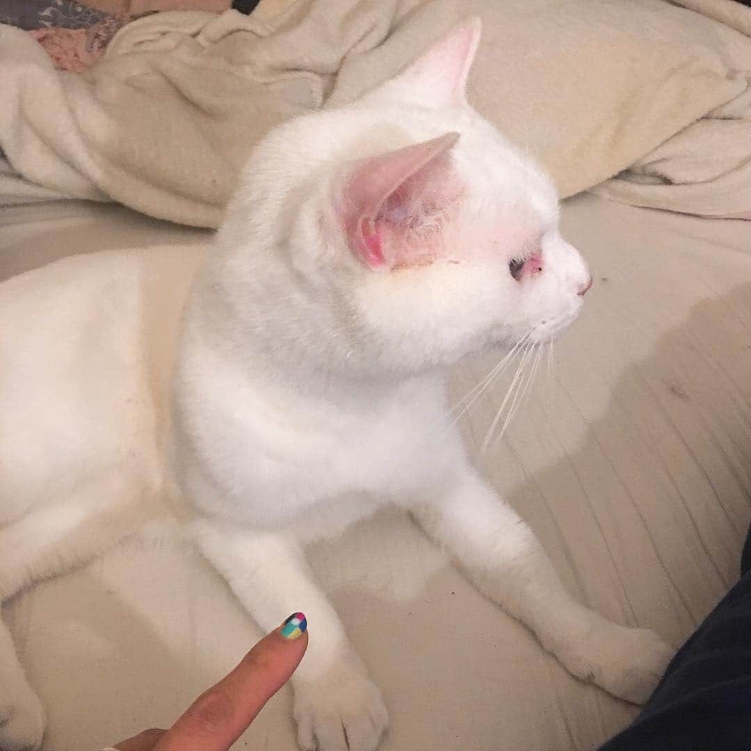 金巻ともこさんのインスタグラム写真 - (金巻ともこInstagram)「ガブガブアマガミハク #kurohakuchai #cat #猫 #白猫 #whitecat」4月16日 10時38分 - tomotomoco