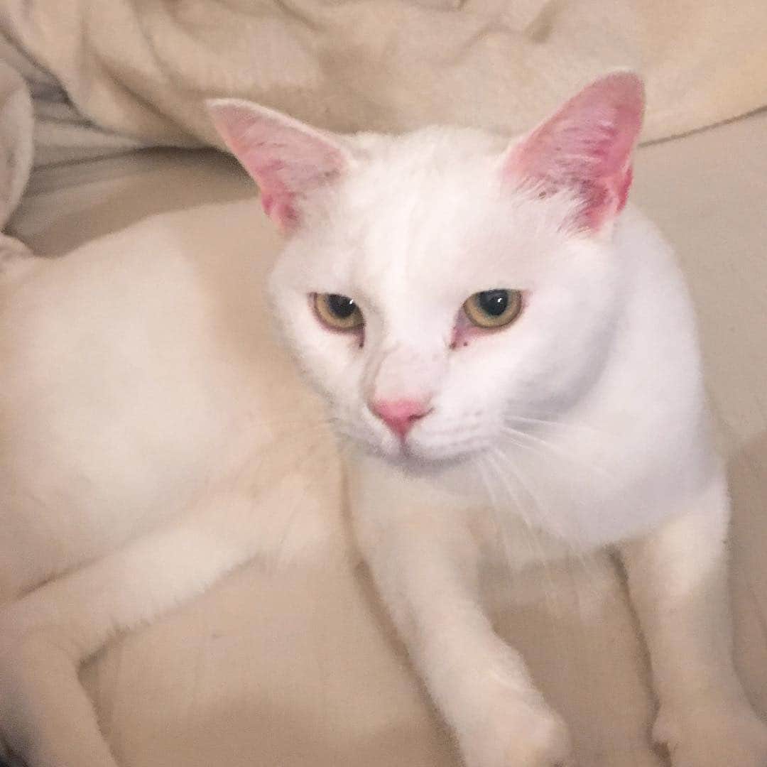 のインスタグラム：「ガブガブアマガミハク #kurohakuchai #cat #猫 #白猫 #whitecat」