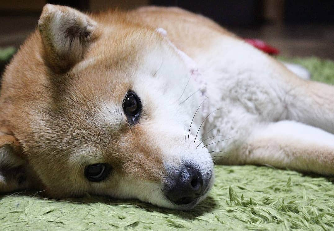 柴犬たま Shibainu Tamaさんのインスタグラム写真 - (柴犬たま Shibainu TamaInstagram)「ミケしゃんの"じーっ" * Caption trans🇬🇧 Meekeh stares at me. * #たま家族 #柴犬ミケ #一眼レフ #一眼レフカメラ #グラビアショット #じーっ #ガン見 #どアップ #かなりひし形 #柴犬 #shiba #shibainu #shibastagram #犬 #dog」4月16日 10時45分 - tama7653