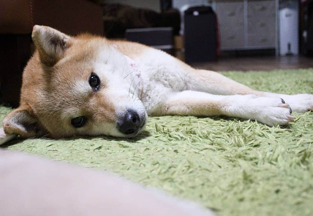 柴犬たま Shibainu Tamaのインスタグラム