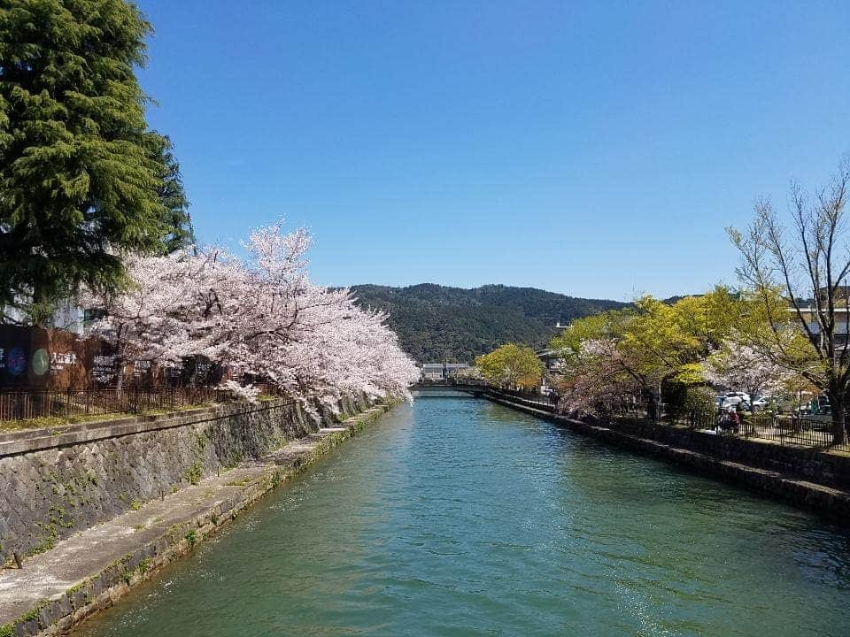 川原ちかよさんのインスタグラム写真 - (川原ちかよInstagram)「先週末の京都 岡崎の桜。﻿ ﻿ 夜もきれいで、﻿ ロームシアター京都での﻿ 森山直太朗くんのライブに向かうバスの中で、﻿ やっぱり、﻿ 【さくら(独唱)】が聴きたい！と﻿ アリコと話す。﻿ ﻿ だって、直太朗くんの【さくら(独唱)】は、﻿ より桜をきれいにしてくれるし、﻿ 桜は【さくら(独唱)】を﻿ より名曲にしてくれるもの。﻿ ﻿ そして、ライブへ。﻿ 【さくら(独唱)】は、もちろん、﻿ 久しぶりに大好きな【愛し君へ】まで﻿ 聴けると言う大満足な内容。﻿ (ネタバレごめんなさい)﻿ ﻿ 森山直太朗くんと言うアーティストも、﻿ やはり他にはいないアーティスト。﻿ ﻿ 歌がうまいとか﻿ そんなんは当たり前すぎて超えていて、﻿ 表現するすべてが素晴らしいと思う。﻿ ﻿ それでいて、ほんまに。﻿ 同級生やったら親友になってた(笑)﻿ ↑﻿ 『同級生だったら親友になってたアーティスト』殿堂入り﻿ ﻿ #森山直太朗﻿ #京都の桜」4月16日 11時15分 - chikayo_baby