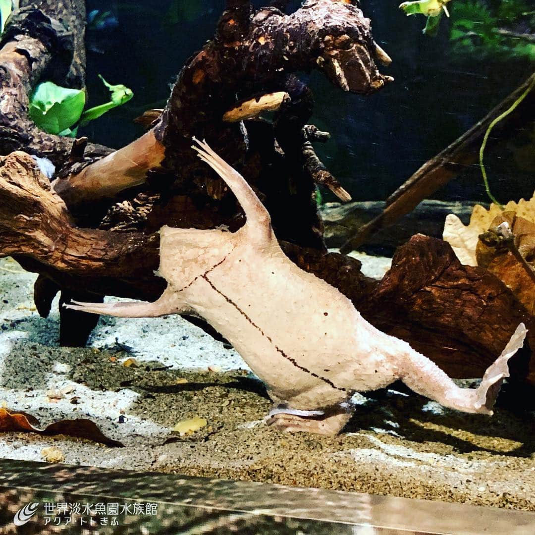 世界淡水魚園水族館 アクア・トト ぎふのインスタグラム：「企画展「美しきカエルの世界」好評開催中です。写真はヒラタコモリガエル。水中で生活するカエルです。 #アクアトト #アクアトトぎふ #アクアトトぎふ #カエル #frog」