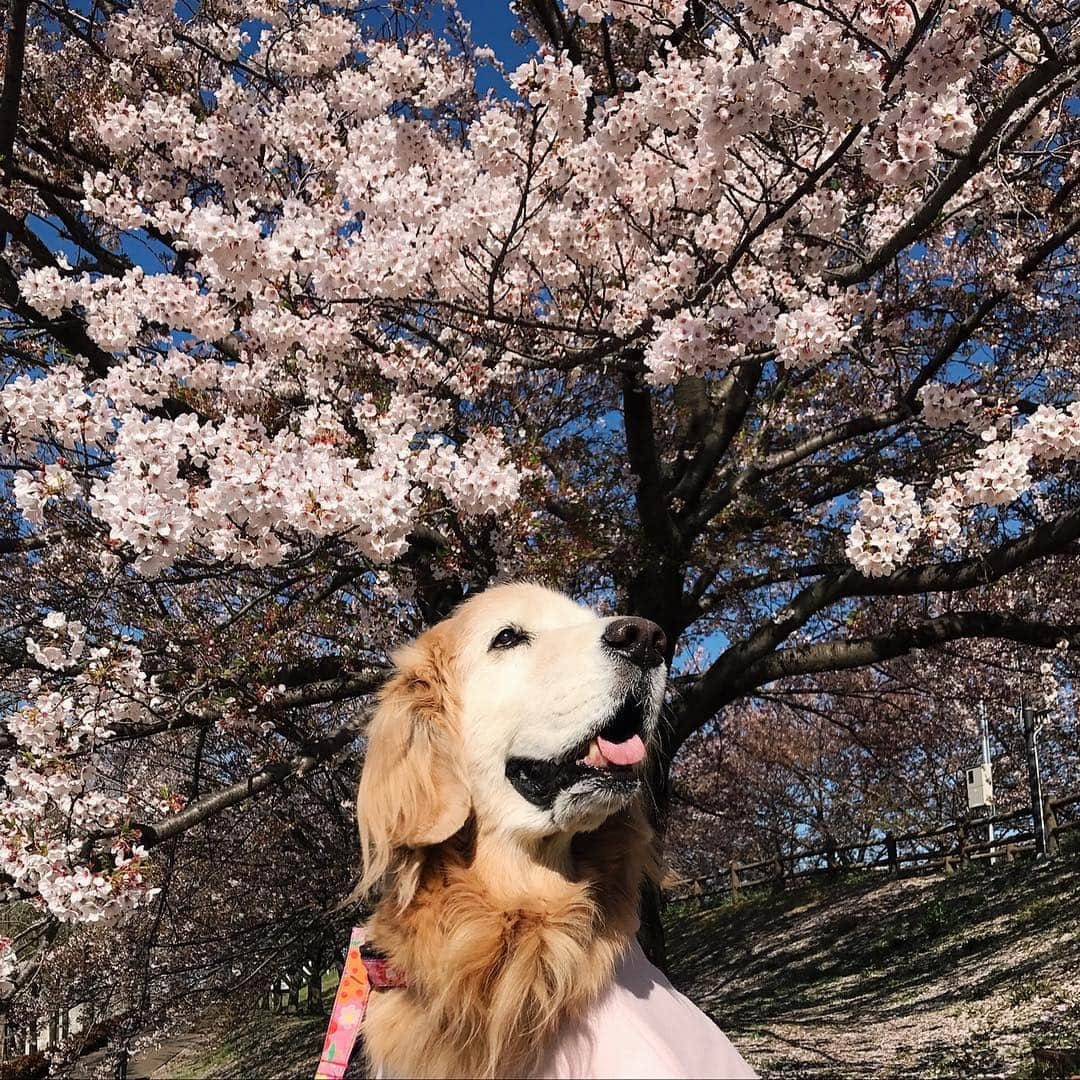 kei515yuさんのインスタグラム写真 - (kei515yuInstagram)「こんにちは。 今日は良い天気になりました😊☀️ #dogsofinstagram #ゴールデンレトリバー #ilovegolden_retrievers #retrieversgram #petscorner #insta_animal #dog_ofinstagram #insta_dogs #gloriousgoldens #retriever #goldenretriever #犬バカ部 #igdog #gryuuko #topdogphoto #repost_ezyjp #retrieveroftheday #dogscorner #weeklyfluff #thedailygolden #dog_features #excellent_dogs #pecoいぬ部」4月16日 11時33分 - kei515yu