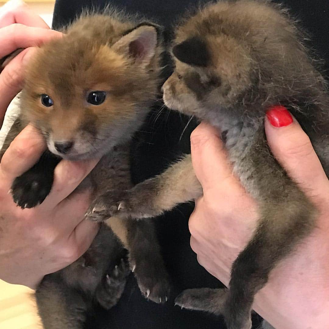 ブライアン・メイさんのインスタグラム写真 - (ブライアン・メイInstagram)「Fox cubs update ! Starting to look very foxy.  Noses more pointy and fur turning red. Adorable ! More soon. Bri」4月16日 11時29分 - brianmayforreal
