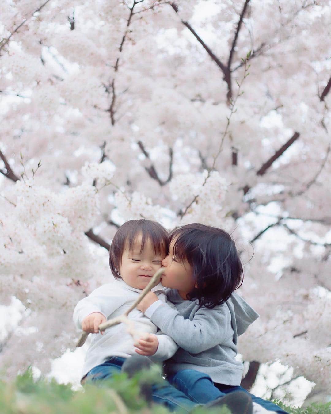 のインスタグラム：「こんにちは😊 現在、「春」をテーマにお写真・動画を募集中です✨ 本日の #タビスルキッズ はこちら💕 📷 @ponmarukirokuさん 🚩  兵庫県・神戸市「ポートアイランド中央緑地公園」 🎙ご本人コメント #平成最後の桜  新しい年号 令和に込められた 「人々が美しく心寄せ合う中で文化は花咲く」 のように、兄弟仲良く力合わせて日本の文化を大切に守ってくれる男の子に育って欲しい😊 頼りにしてます🙏 ﻿﻿﻿﻿＊＊＊＊＊＊ 兄弟の仲睦まじい春限定のかわいい瞬間ですね！ ステキなお写真ありがとうございます💕」