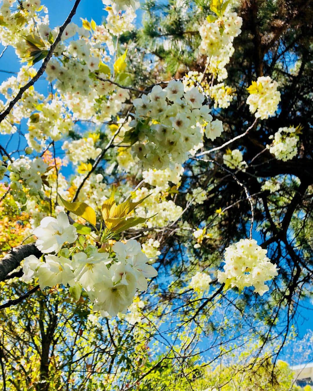 東京プリンスホテルさんのインスタグラム写真 - (東京プリンスホテルInstagram)「「ウコンサクラ」が満開を迎えました。⁣ 青空と薄黄緑色の花びらのコントラストが爽やかです。⁣ ⁣ The Ukon cherry blossoms have reached full bloom.⁣ The contrast between the blue sky and pale yellow-green petals is invigorating. ⁣ ⁣ Share your own images with us by tagging @tokyoprincehotel⁣ —————————————————————⁣ #tokyotower #tokyoprincehotel #princehotels #tokyo #japan #beautifulhotels #tokyohotel #東京 #东京 #도쿄 #tokio #tokyoprince #sakura #cherryblossom #鬱金桜」4月16日 12時08分 - tokyoprincehotel