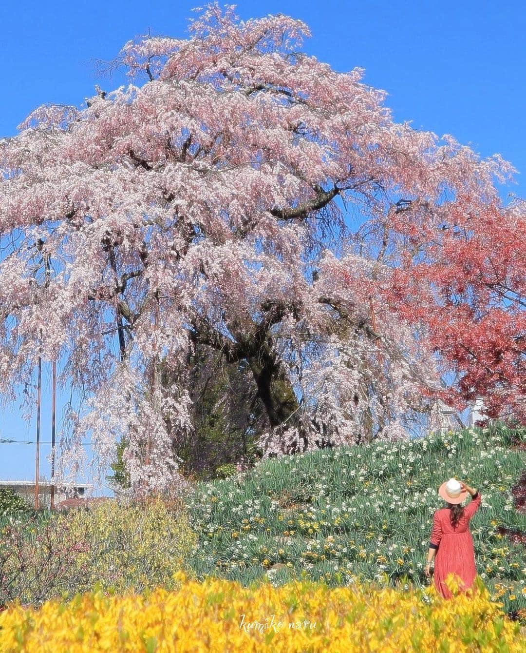 のインスタグラム：「こんにちは😊 「春」を楽しんでいるお写真は 「#タビジョ」とあわせて 「#tabijyo_spring」でお待ちしてます🌸 本日はこちら💕 ＊＊＊＊＊＊ 📸@kumiko_naruさん 🚩福島・「金比羅桜」 🎙ご本人コメント 🌸樹齢300年の枝垂れ桜 福島 金比羅桜🌸 ・ ・ これが個人宅の桜とは！！ちょっとー！！ 信じられますか😆 ・ レンギョウのイエロー🌼 スイセンの葉のグリーン🌿 空の青🧩  まるでパレットの世界に 入り込んだみたいです 鑑賞させていただいて本当に感謝です✨ ＊＊＊＊＊＊ 樹齢300年のこちらの桜は「個人宅の桜」なんですね！ 素敵な瞬間をありがとうございます💝 ＊＊＊＊＊＊ #タビジョ #タビジョと繋がりたい #tabijyomap_fukushima #tabijyo_spring」