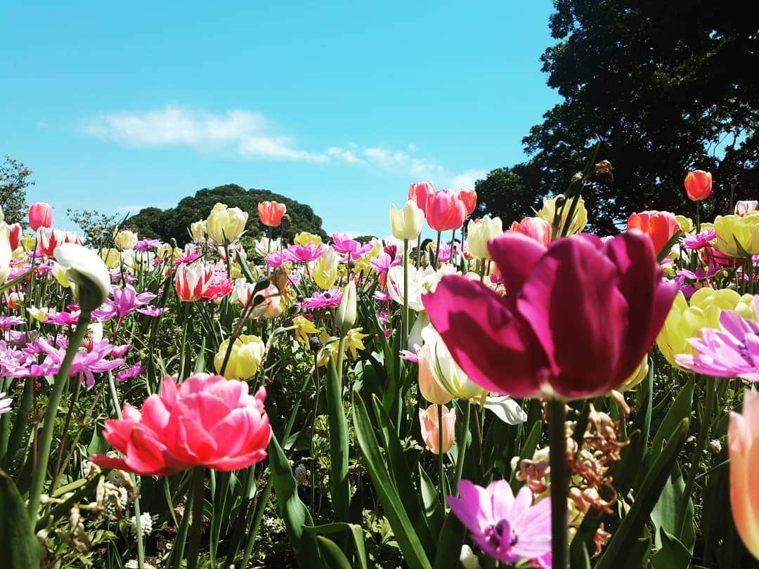 池田香織さんのインスタグラム写真 - (池田香織Instagram)「キレイなお花がいっぱいの山下公園🌷🌷🌷 #山下公園  #yokohama #yamashitapark」4月16日 12時15分 - qaori