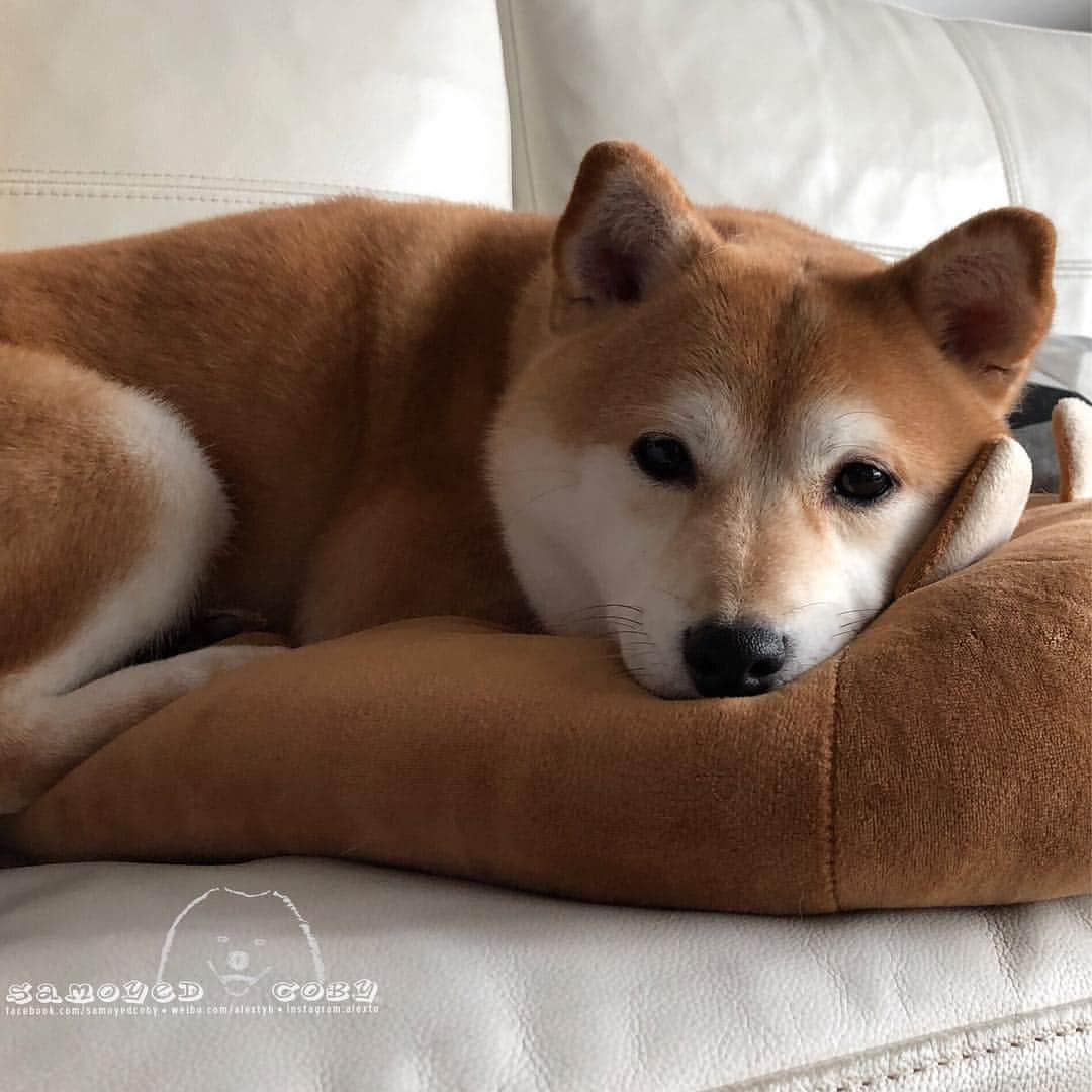 Alex Toさんのインスタグラム写真 - (Alex ToInstagram)「🥰🥰🥰 #cute #dog #doglover #dogsofinstagram #dogoftheday #dogofthedayjp #dogstagram #fluffy #hkig #hongkong #ilovemydog #instadog #instagood #instamood #instagraphy #shibainu #samoyedoninstagram #pet #petlovers #petsofinstagram #petstagram #photooftheday #puppy #pupsofinstagram #samoyed #samoyedsofinstagram #webstagram #犬 #サモエド」4月16日 12時13分 - alexto