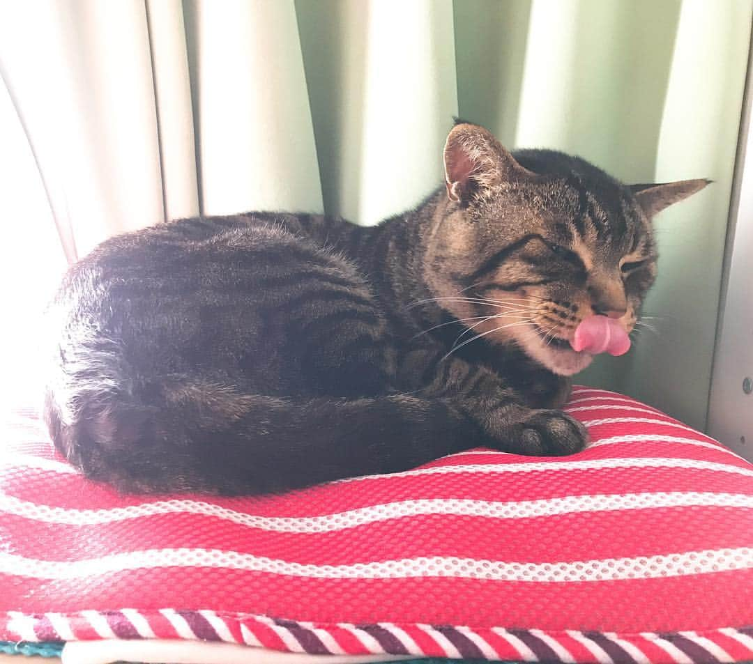 Musashiさんのインスタグラム写真 - (MusashiInstagram)「おはムサシ！ あくび終わりのペロ。lick.👅 #musashi #mck #cat #キジトラ #ムサシさん #musashi_the_cat #ねこすたぐらむ」4月16日 12時15分 - _daisy