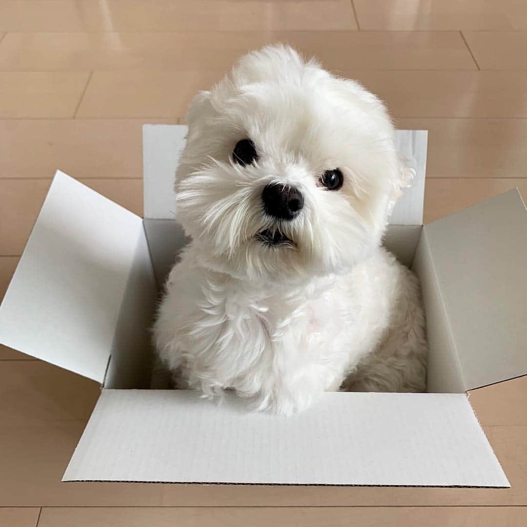セロリのインスタグラム
