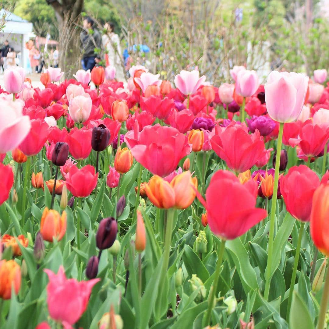 run+さんのインスタグラム写真 - (run+Instagram)「色も形も様々に満開の #チューリップ チューリップの魅力って、 ぷっくり膨らんだ可愛い花びら、 ふわっと柔らかな花形、 すっと青空に向かって伸びる茎、 ぱっと回りを明るくしてくれる春の色… ・ そのどれもが魅力なんだけど、 そんなスタンダードな魅力ばかりじゃなく個性的な魅力をいっぱい楽しめるのもチューリップならでは。 近年、多く目にするようになった紫・茶系の深みのある色 こちらは可愛くて、というよりモードな雰囲気。 ・ 色はもちろん、花びら、咲き方、シルエットと限りなく。 はなびらを縁取るディティールさえも、繊細なフリンジ、華やかなフリル、細く尖ったものやグラデーションなど。 #みんな違ってみんないい ・ #花 #Flowers #花 #春の花 #はなまっぷ #お写んぽ #昭和記念公園 #日本の春 満開のチューリップ幸せ ・ #🌷 #日本 #フラワーフェスティバル #flowerfestival #Japan #spring #春 #春色 #春の色 #spring #春の景色 #花のある時間 #季節の楽しみ ・ #dayscolor」4月16日 12時21分 - runplus