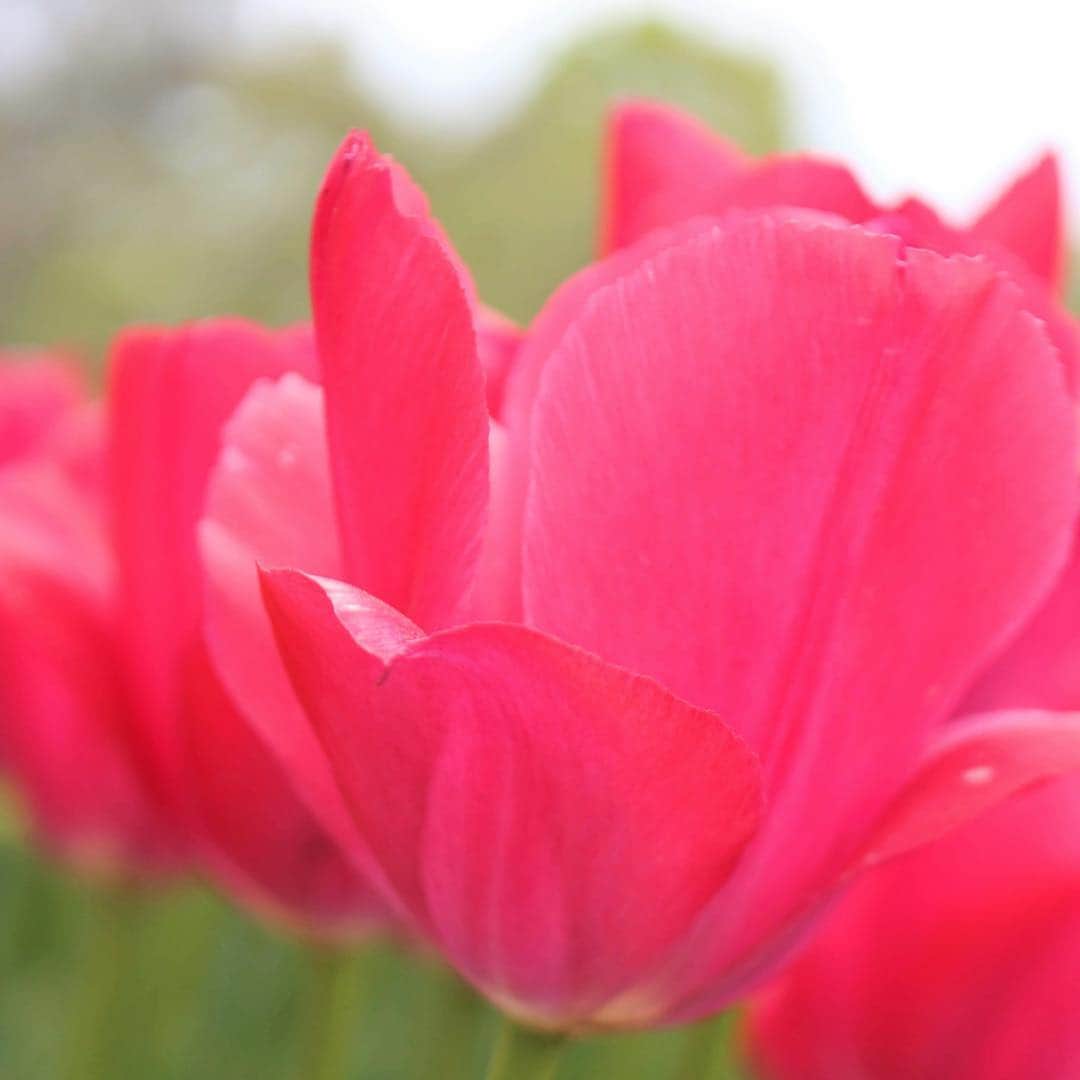 run+さんのインスタグラム写真 - (run+Instagram)「色も形も様々に満開の #チューリップ チューリップの魅力って、 ぷっくり膨らんだ可愛い花びら、 ふわっと柔らかな花形、 すっと青空に向かって伸びる茎、 ぱっと回りを明るくしてくれる春の色… ・ そのどれもが魅力なんだけど、 そんなスタンダードな魅力ばかりじゃなく個性的な魅力をいっぱい楽しめるのもチューリップならでは。 近年、多く目にするようになった紫・茶系の深みのある色 こちらは可愛くて、というよりモードな雰囲気。 ・ 色はもちろん、花びら、咲き方、シルエットと限りなく。 はなびらを縁取るディティールさえも、繊細なフリンジ、華やかなフリル、細く尖ったものやグラデーションなど。 #みんな違ってみんないい ・ #花 #Flowers #花 #春の花 #はなまっぷ #お写んぽ #昭和記念公園 #日本の春 満開のチューリップ幸せ ・ #🌷 #日本 #フラワーフェスティバル #flowerfestival #Japan #spring #春 #春色 #春の色 #spring #春の景色 #花のある時間 #季節の楽しみ ・ #dayscolor」4月16日 12時21分 - runplus