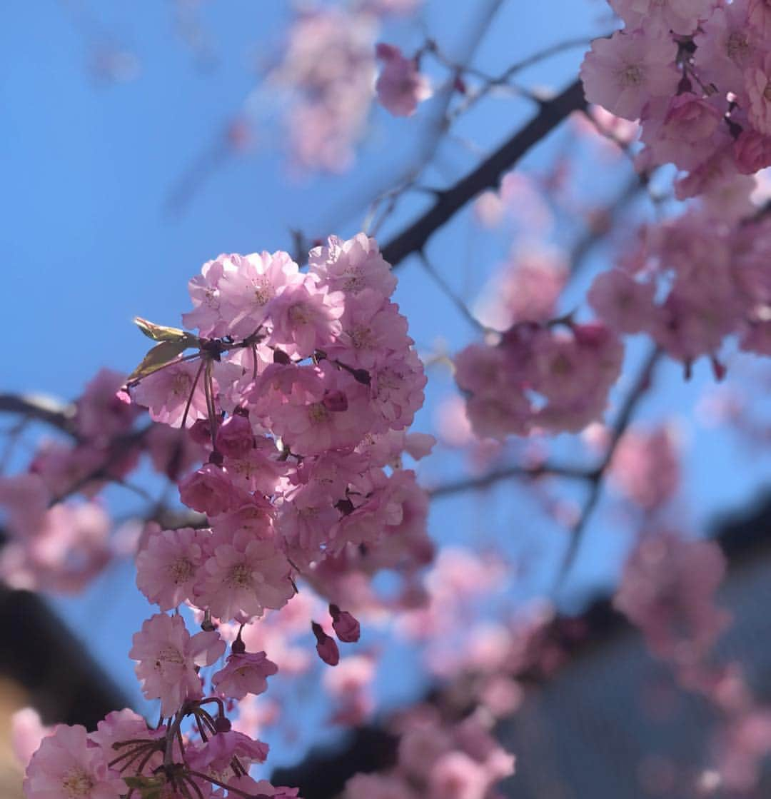 芝彰子さんのインスタグラム写真 - (芝彰子Instagram)「金沢🏯🌸 . 東京から#北陸新幹線 🚄で約2時間半。 . 初めての金沢は、趣と情緒溢れるとっても素敵な所で 街の雰囲気も食べ物も美味しくて最高♥︎ . 特に海の幸はどこで頂いても新鮮で絶品でした✨ . もともと洋菓子が苦手で和菓子派。 そして#加賀棒茶 が大好きだから、ついつい甘味も…🍡🍦 . . 日々、息つくことを忘れがち。 滞在中は普段の色々な事から解き放たれて、 久しぶりに深く呼吸した気がしました☺️💗 . . #金沢 #兼六園 #ひがし茶屋街 #桜 #金沢グルメ #金沢旅行 #ほうじ茶パフェ#フルーツ大福#苺あんみつ#生麩田楽#金沢おでん #kanazawa #sakura #spring #dayoff #model #instagood #gourmet #japan #trip #japanese #matcha #hojicha (食べ物写真ご要望あったのだけど、写真が多すぎて載せきれず…💦また他でupしますねー🙌) .」4月16日 12時32分 - akiaki1221