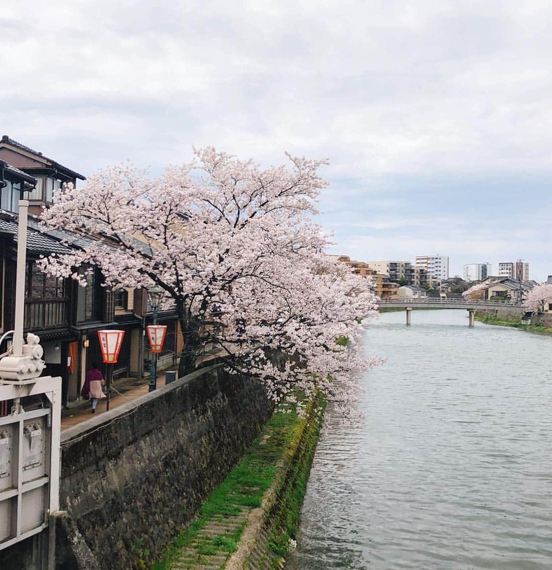 芝彰子さんのインスタグラム写真 - (芝彰子Instagram)「金沢🏯🌸 . 東京から#北陸新幹線 🚄で約2時間半。 . 初めての金沢は、趣と情緒溢れるとっても素敵な所で 街の雰囲気も食べ物も美味しくて最高♥︎ . 特に海の幸はどこで頂いても新鮮で絶品でした✨ . もともと洋菓子が苦手で和菓子派。 そして#加賀棒茶 が大好きだから、ついつい甘味も…🍡🍦 . . 日々、息つくことを忘れがち。 滞在中は普段の色々な事から解き放たれて、 久しぶりに深く呼吸した気がしました☺️💗 . . #金沢 #兼六園 #ひがし茶屋街 #桜 #金沢グルメ #金沢旅行 #ほうじ茶パフェ#フルーツ大福#苺あんみつ#生麩田楽#金沢おでん #kanazawa #sakura #spring #dayoff #model #instagood #gourmet #japan #trip #japanese #matcha #hojicha (食べ物写真ご要望あったのだけど、写真が多すぎて載せきれず…💦また他でupしますねー🙌) .」4月16日 12時32分 - akiaki1221